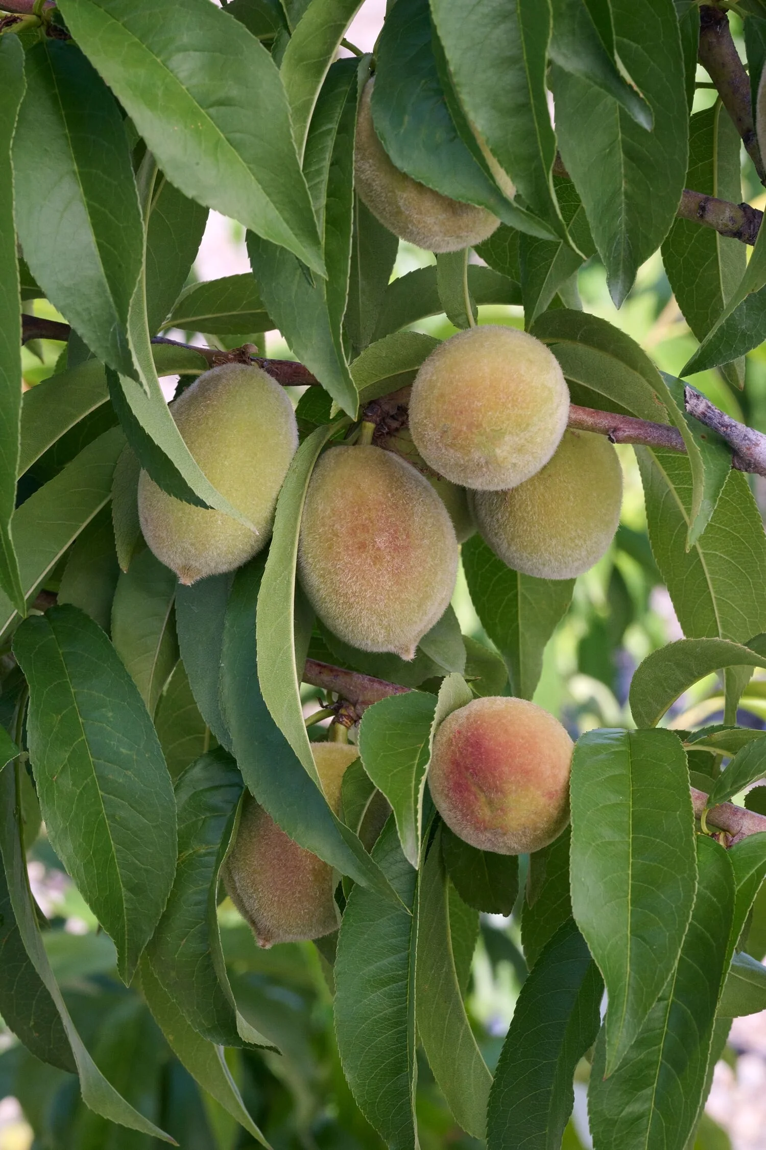 Gleason Early Elberta Peach 6 Gleason Early Elberta Peach