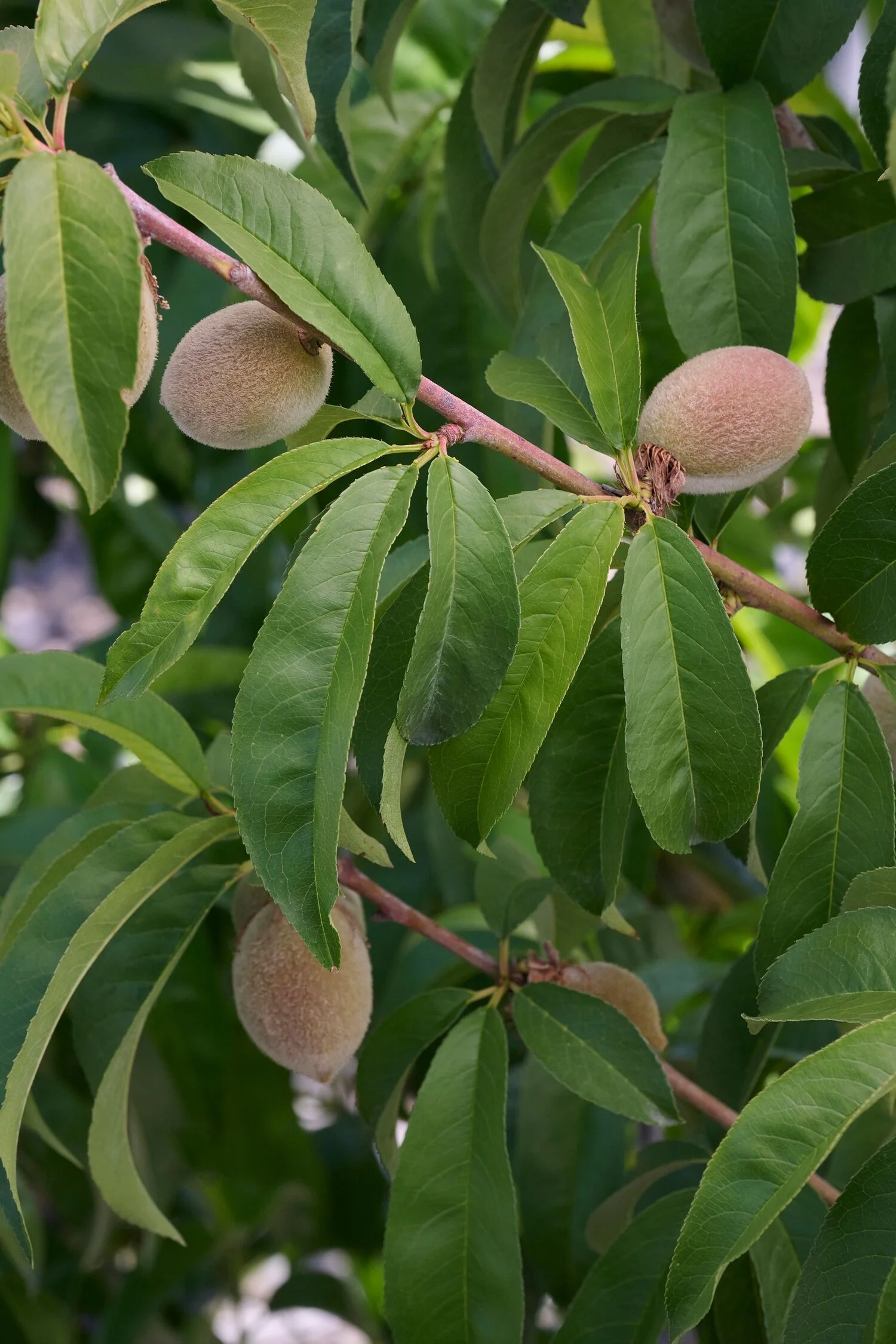 Gleason Early Elberta Peach 2 Gleason Early Elberta Peach