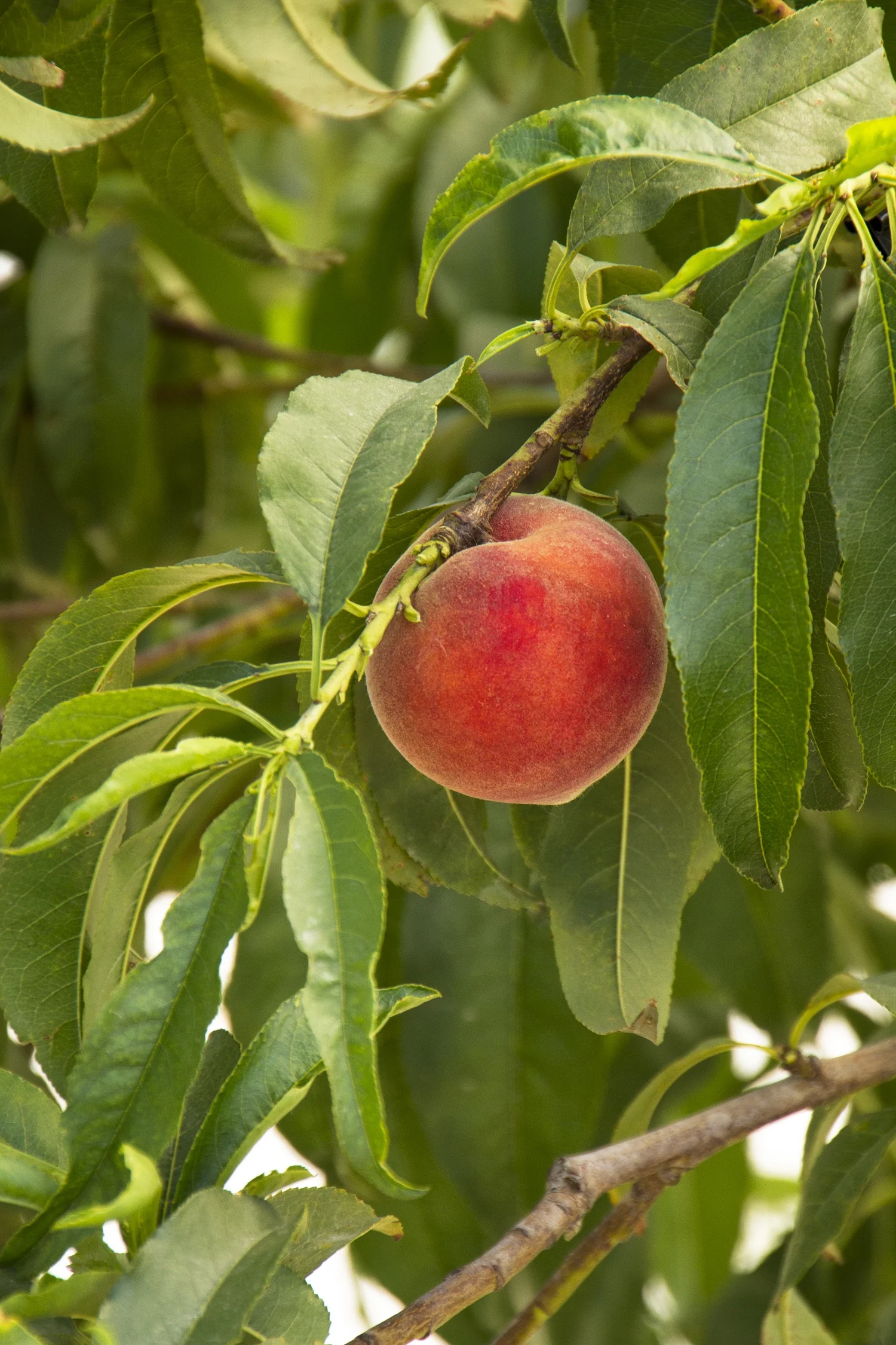 Desert Gold Peach