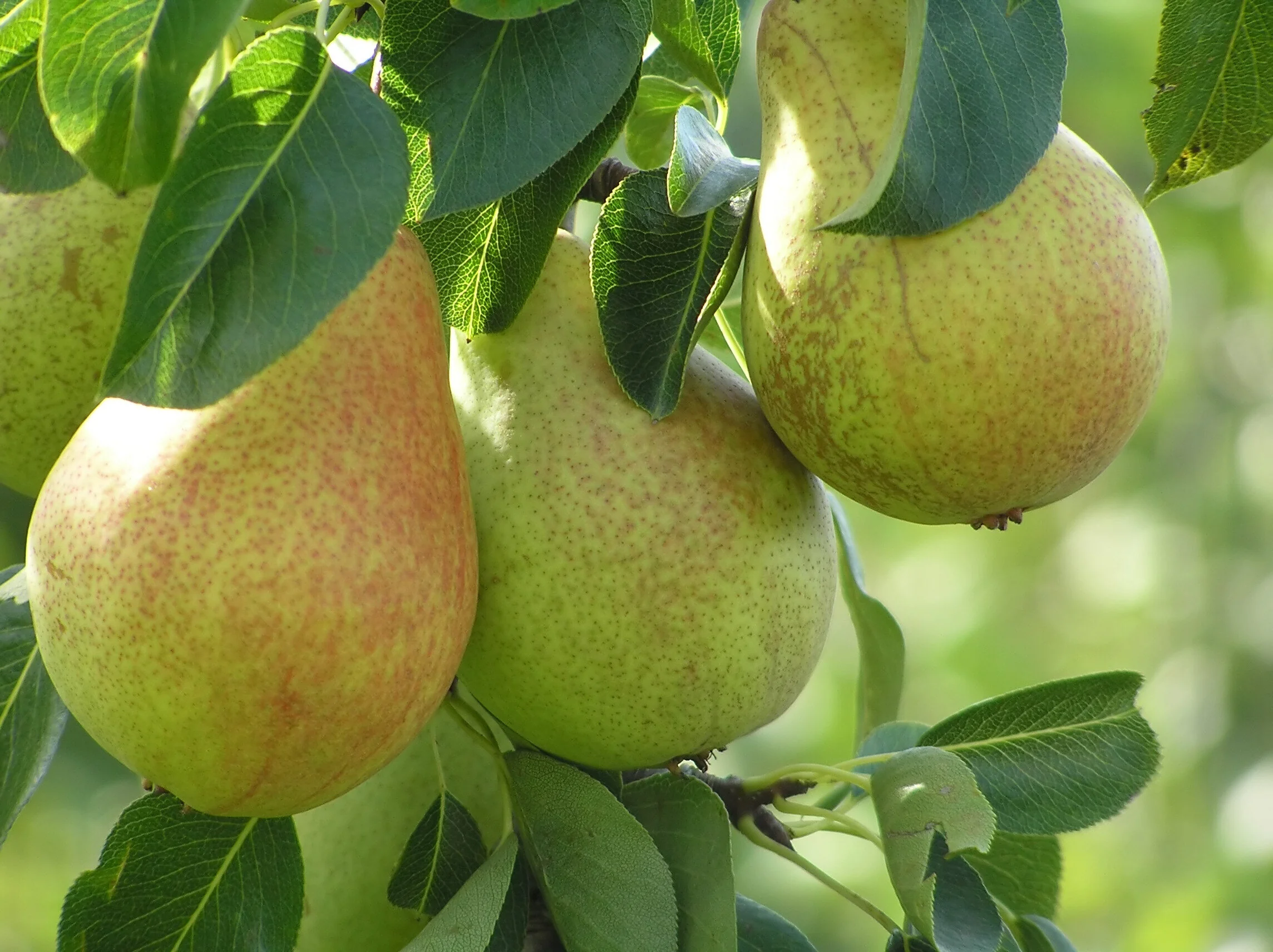 Comice Pear