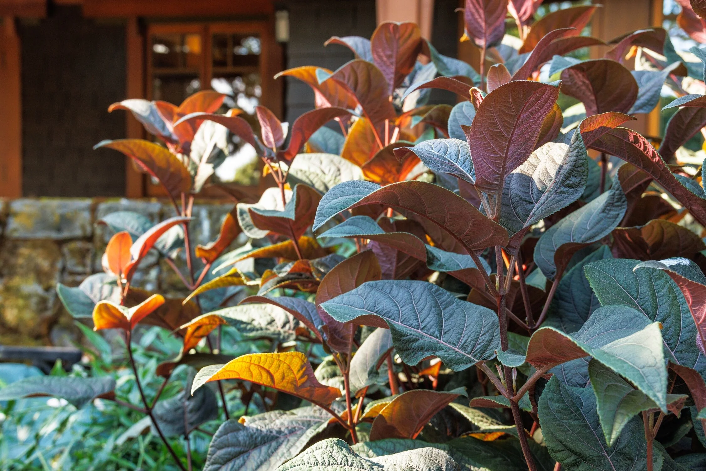 Plum Passion® Improved Hydrangea