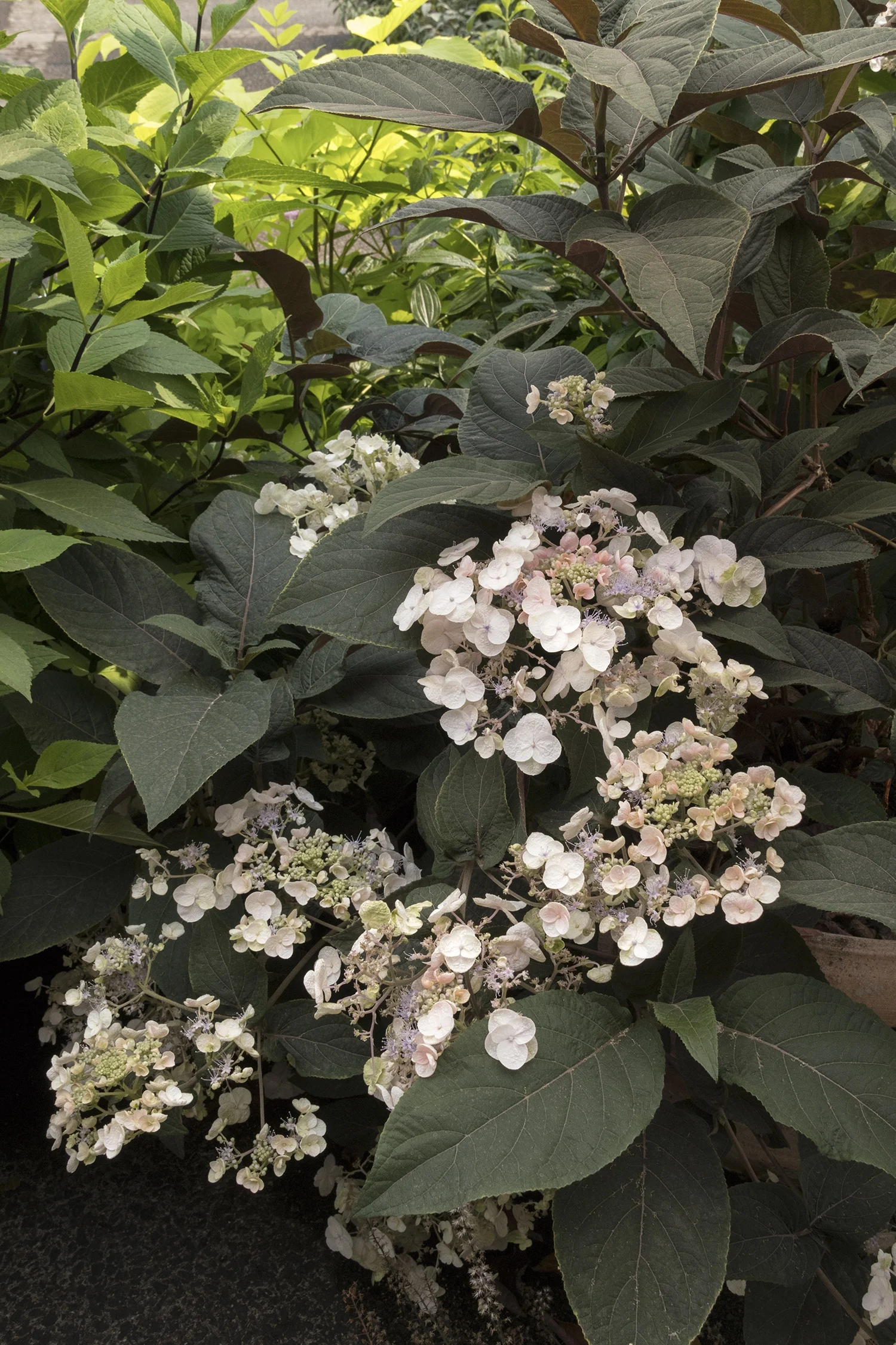 Plum Passion® Improved Hydrangea