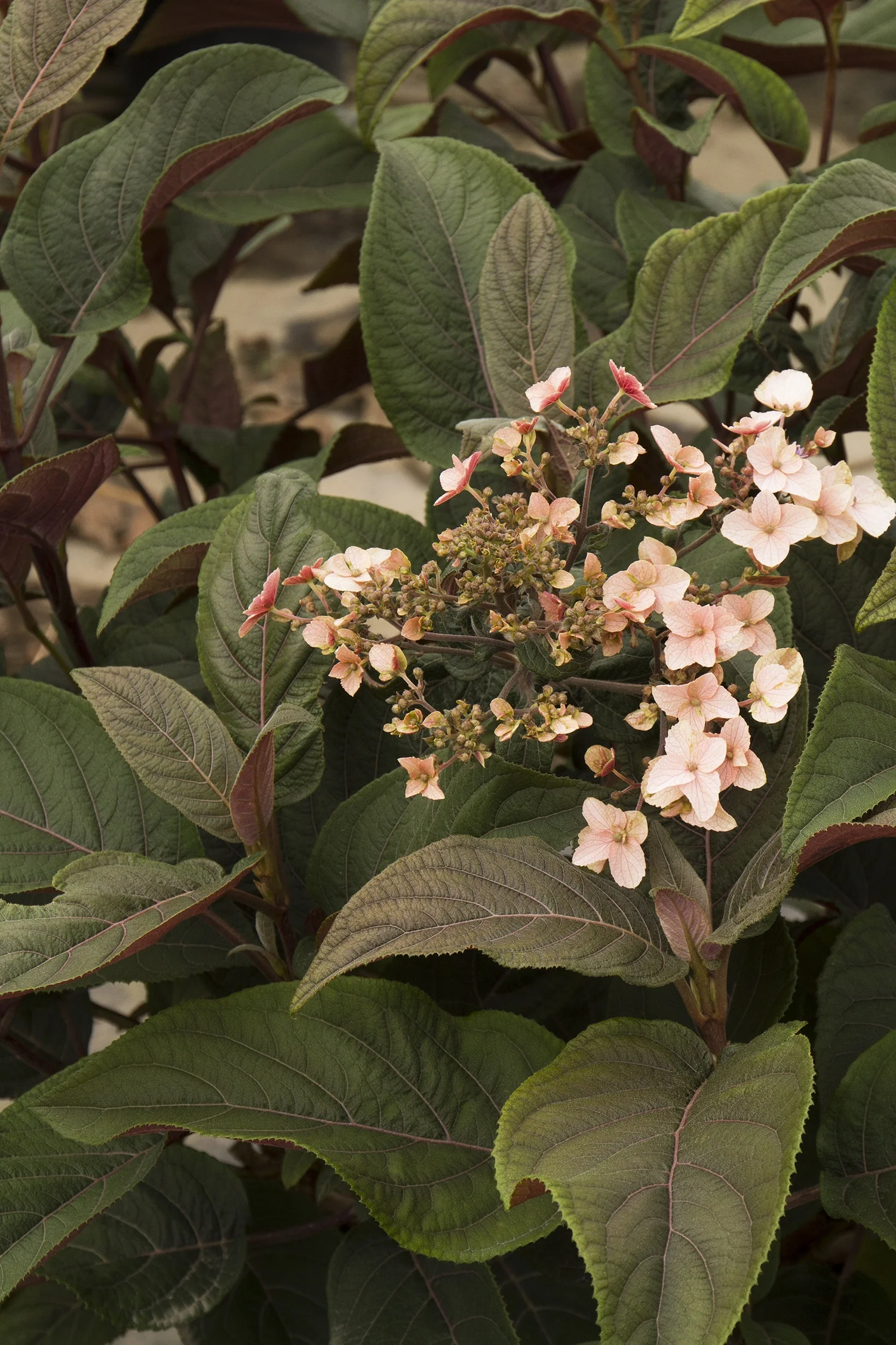 Plum Passion® Improved Hydrangea 3 Plum Passion® Improved Hydrangea