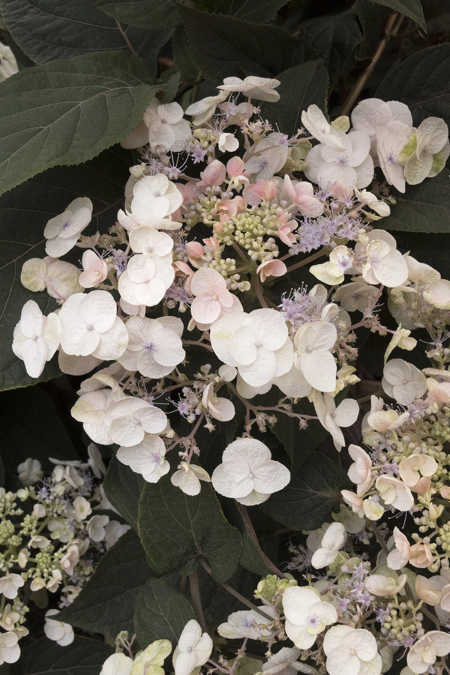 Plum Passion® Improved Hydrangea 4 Plum Passion® Improved Hydrangea