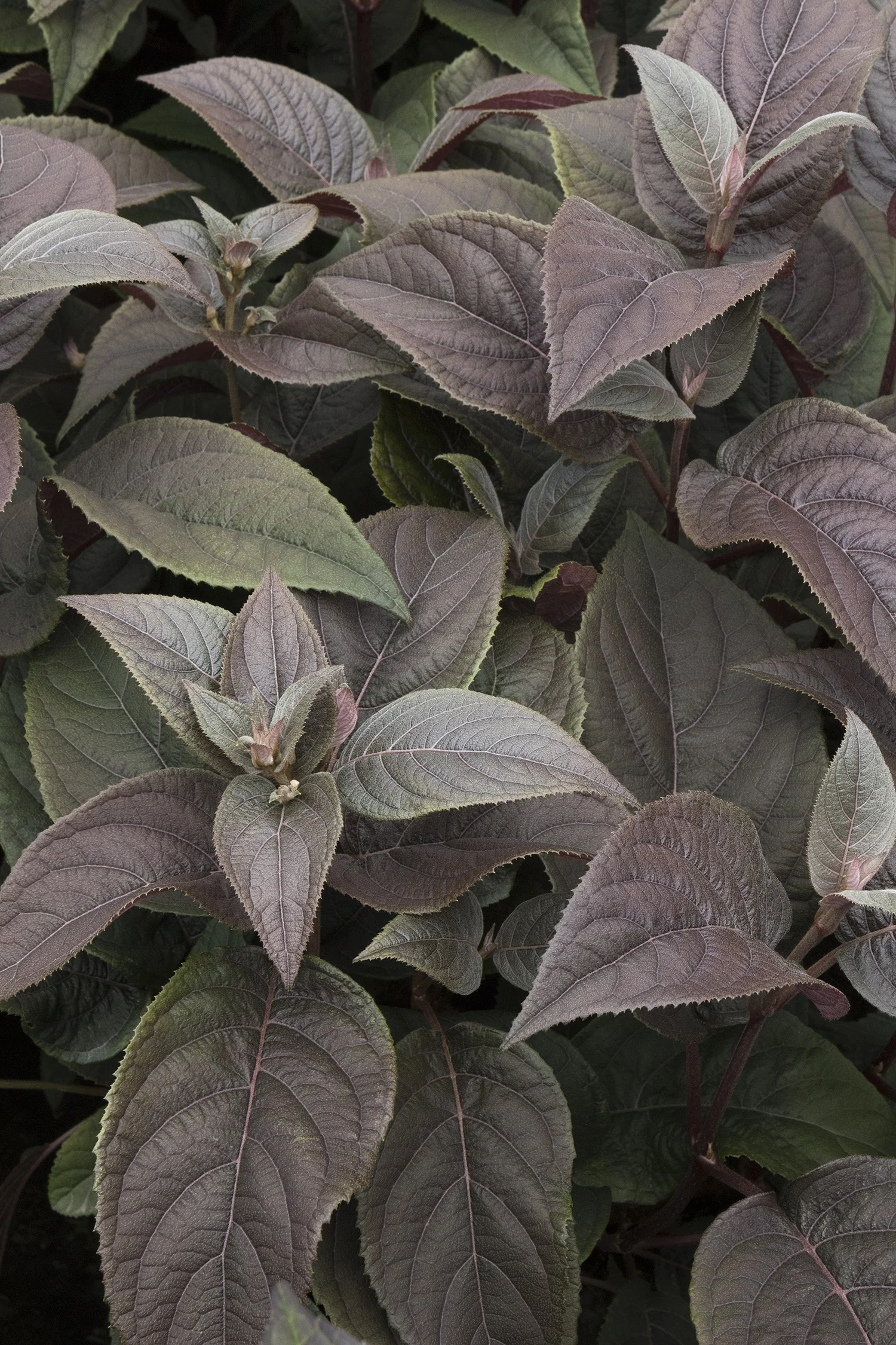 Plum Passion® Improved Hydrangea 5 Plum Passion® Improved Hydrangea