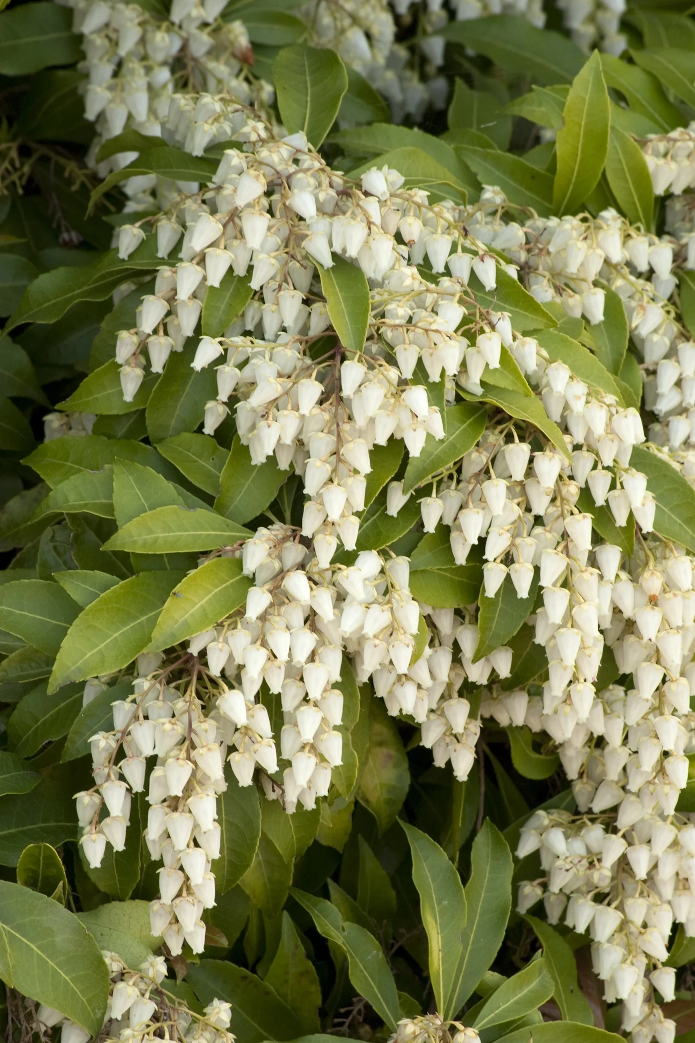 Brouwer's Beauty Pieris