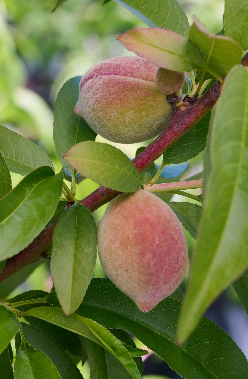 Redhaven Peach 3 Redhaven Peach