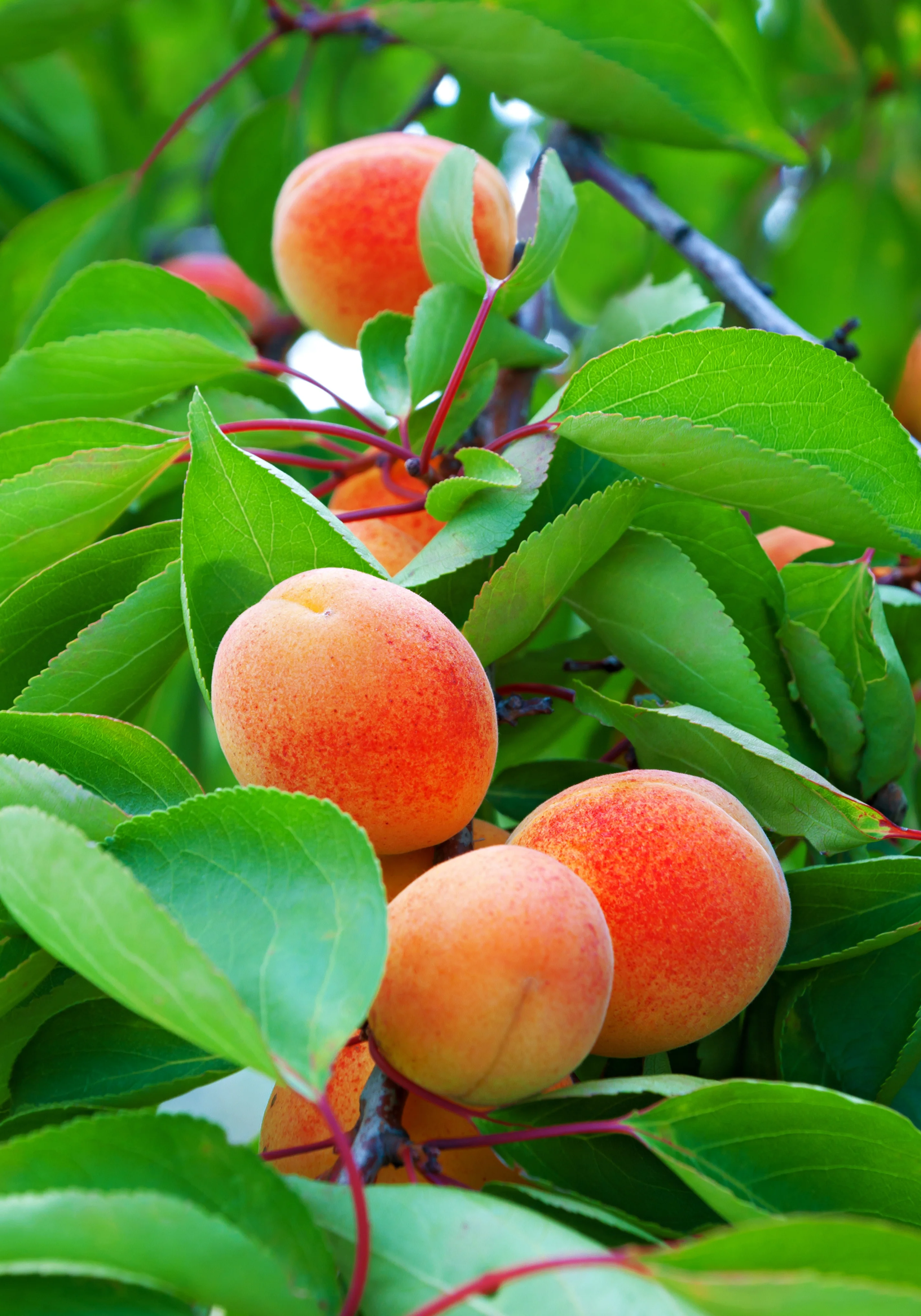 Harcot Apricot 1 Harcot Apricot