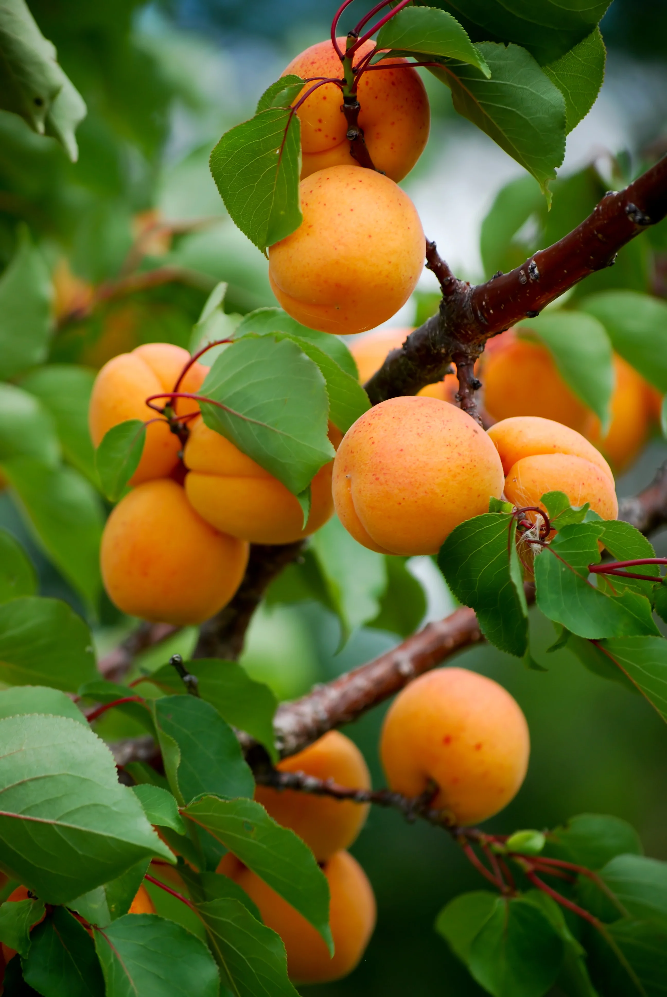 Chinese Apricot 5 Chinese Apricot