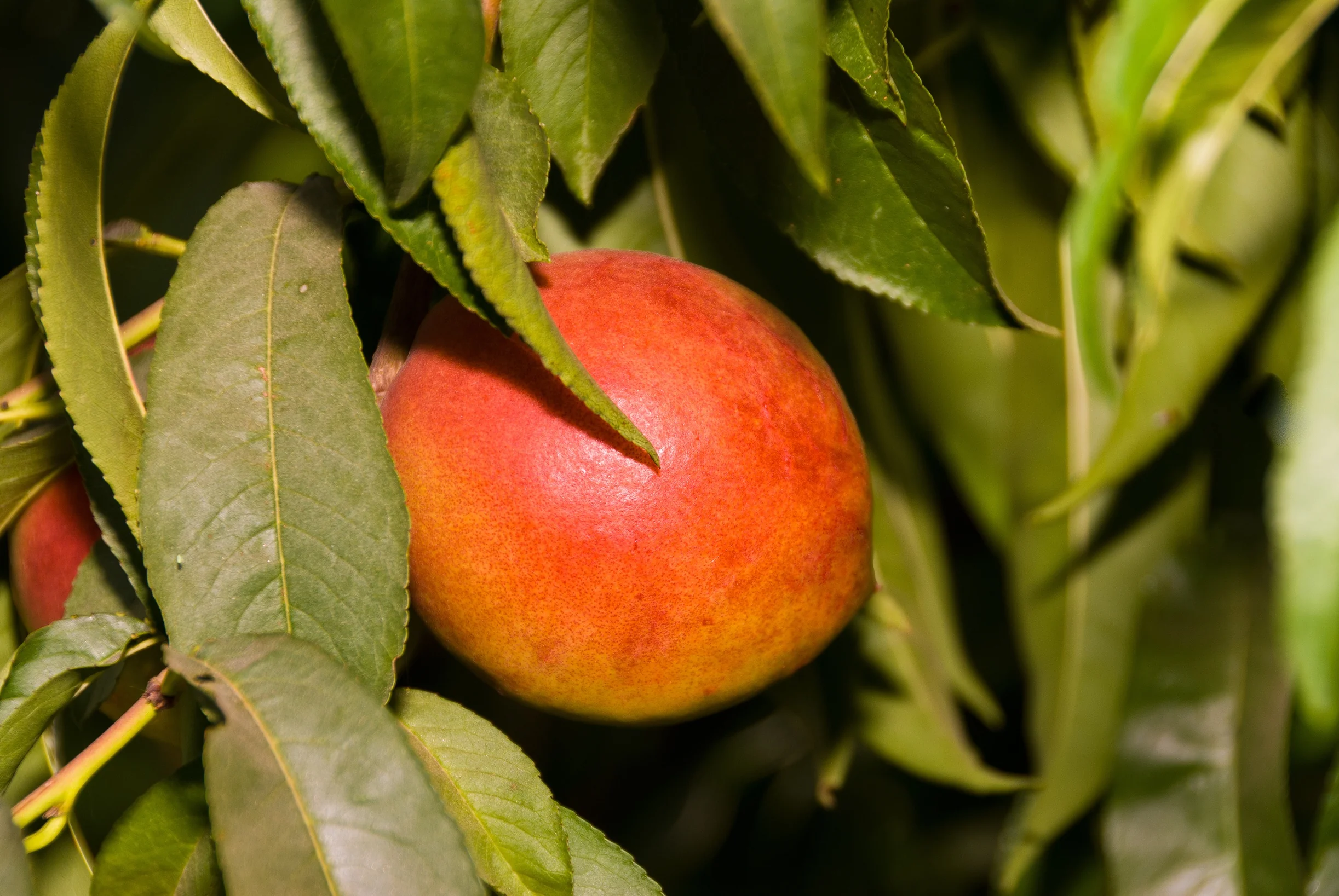 Fantasia Nectarine 1 Fantasia Nectarine