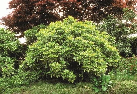 Picturata Aucuba