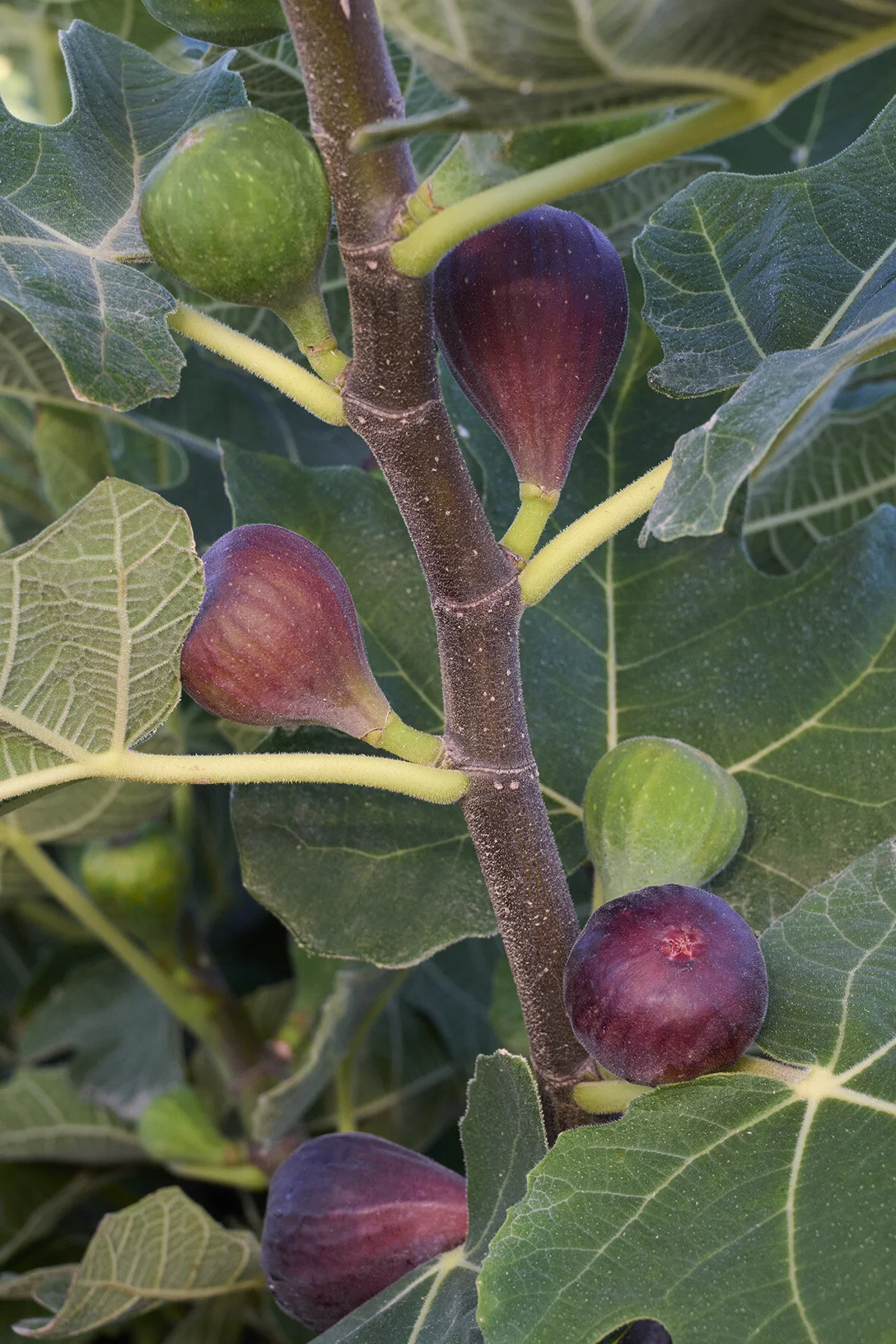 Chicago Hardy Fig 2 Chicago Hardy Fig