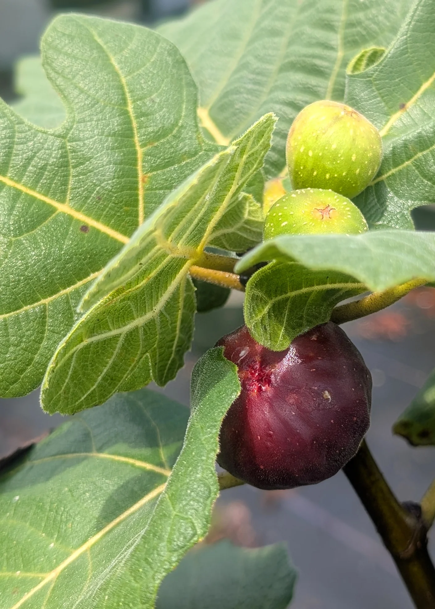 Chicago Hardy Fig
