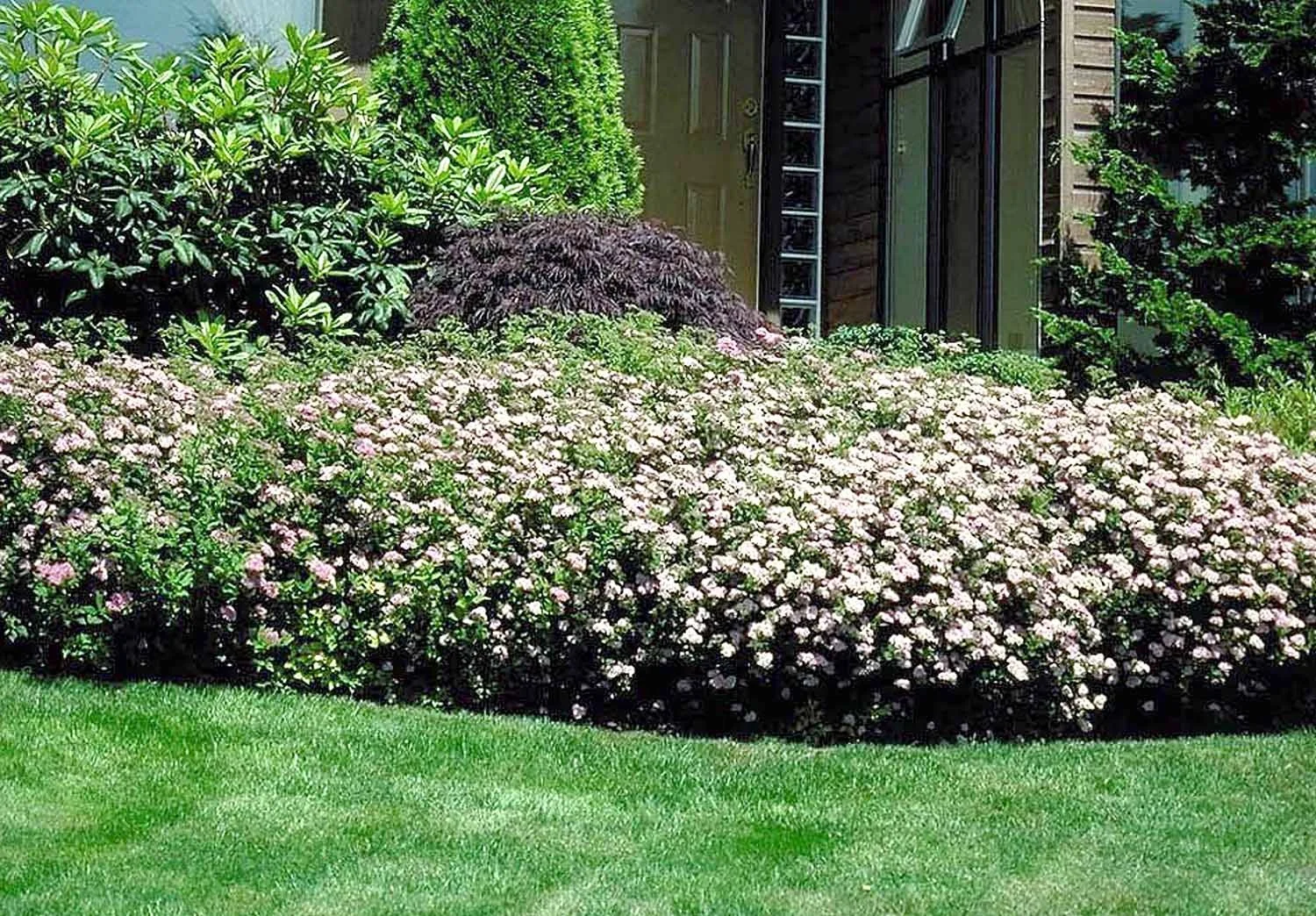 Shirobana Spirea