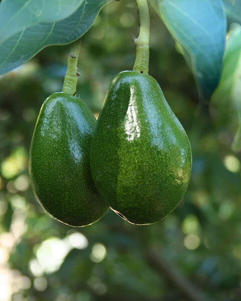 Fuerte Avocado
