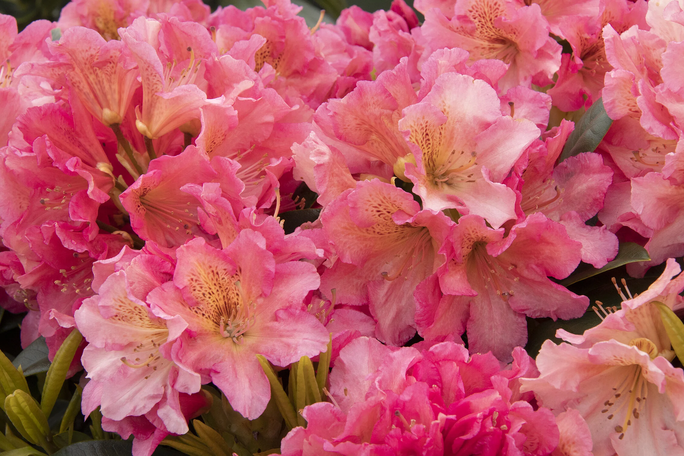 Miyama™ Dolcemente Rhododendron 1 Miyama™ Dolcemente Rhododendron