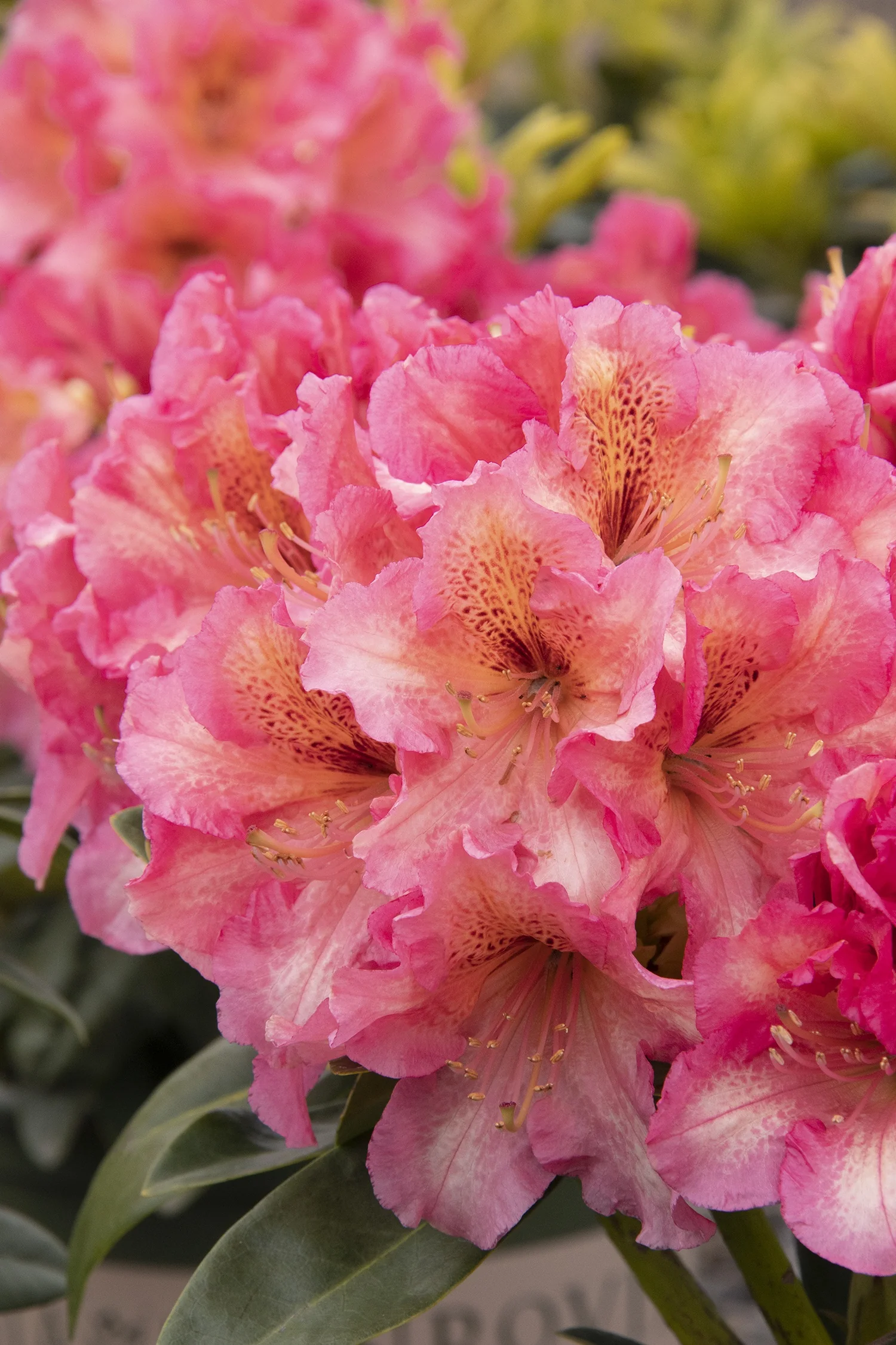 Miyama™ Dolcemente Rhododendron 2 Miyama™ Dolcemente Rhododendron