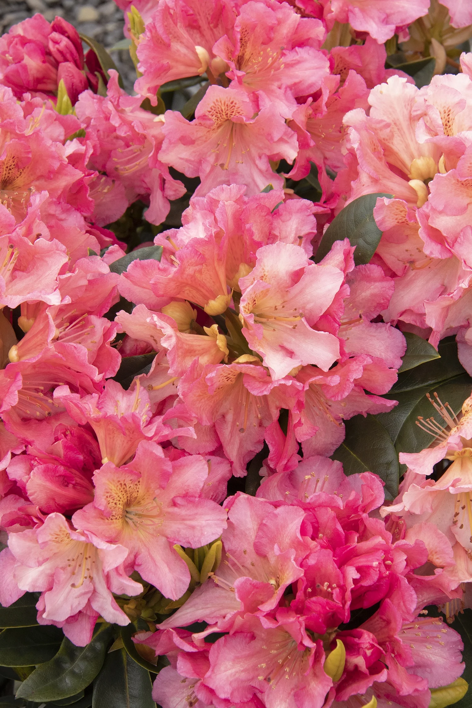 Miyama™ Dolcemente Rhododendron 3 Miyama™ Dolcemente Rhododendron