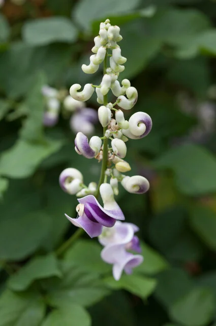 Snail Vine