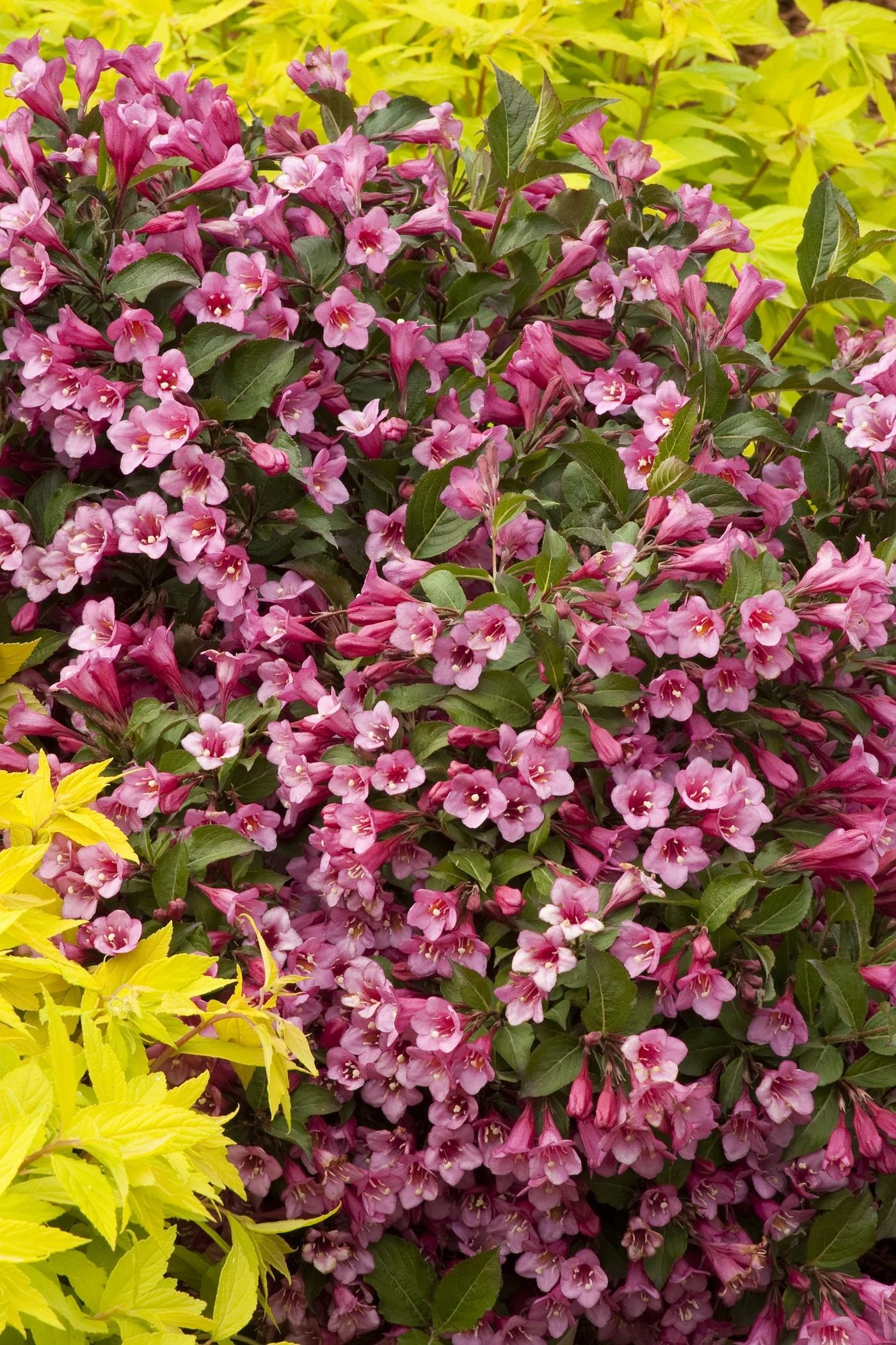 Minuet Weigela 5 Minuet Weigela