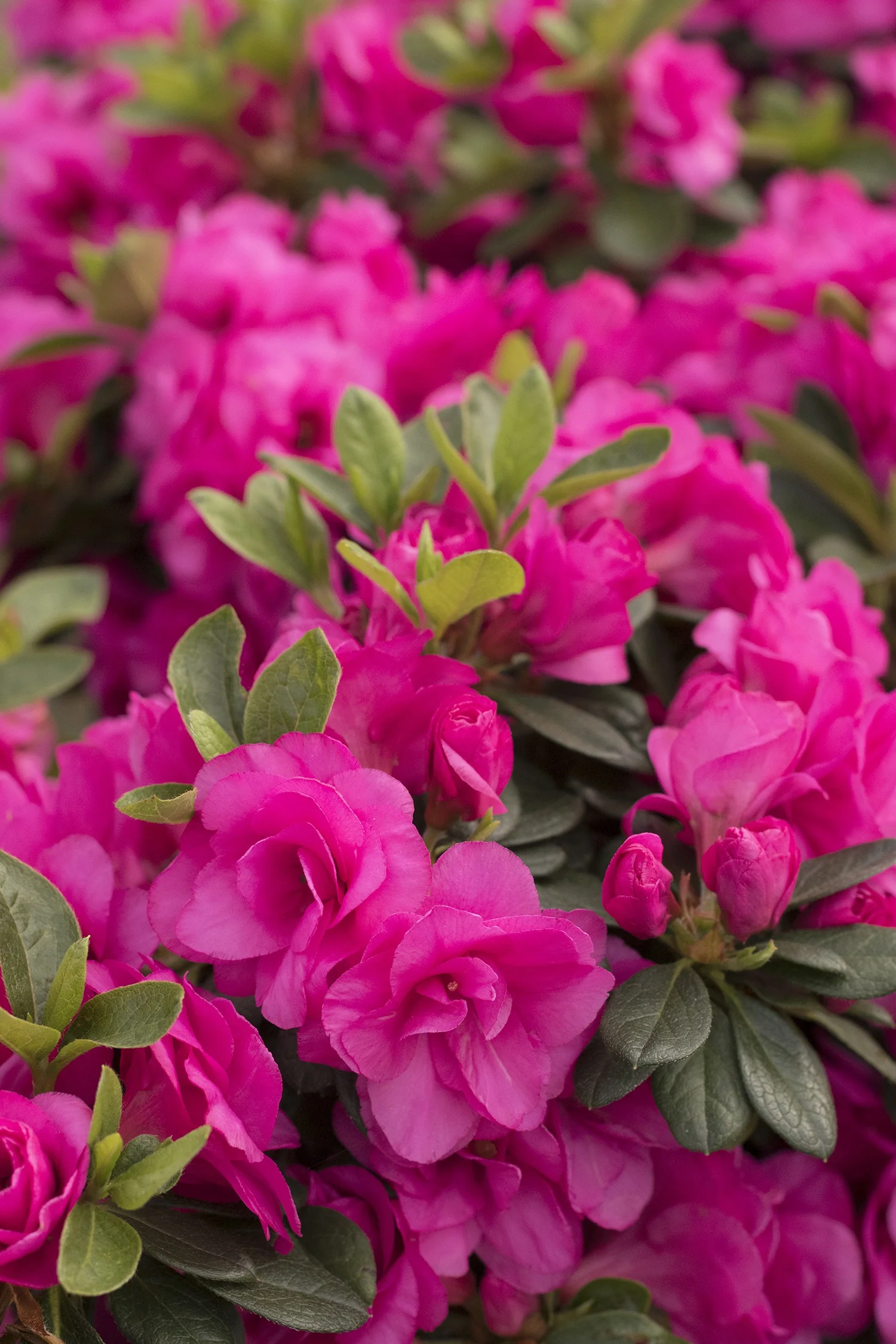 Happy Days Pink Azalea 1 Happy Days Pink Azalea