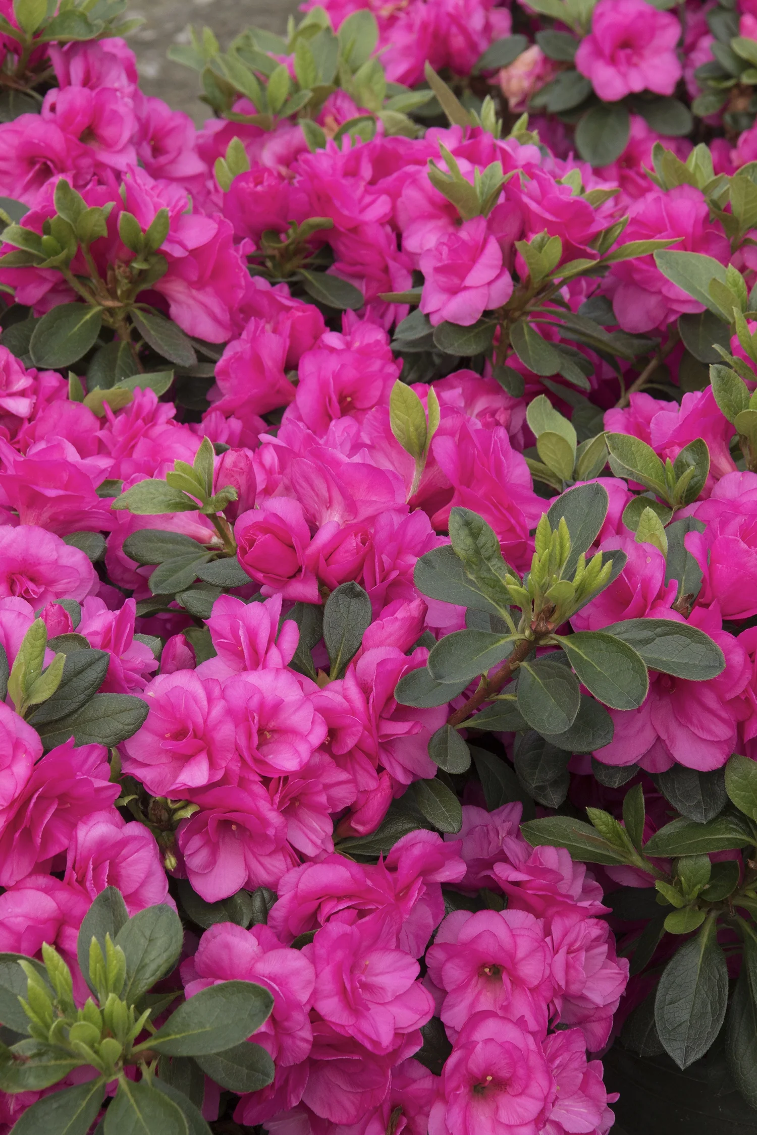 Happy Days Pink Azalea 2 Happy Days Pink Azalea