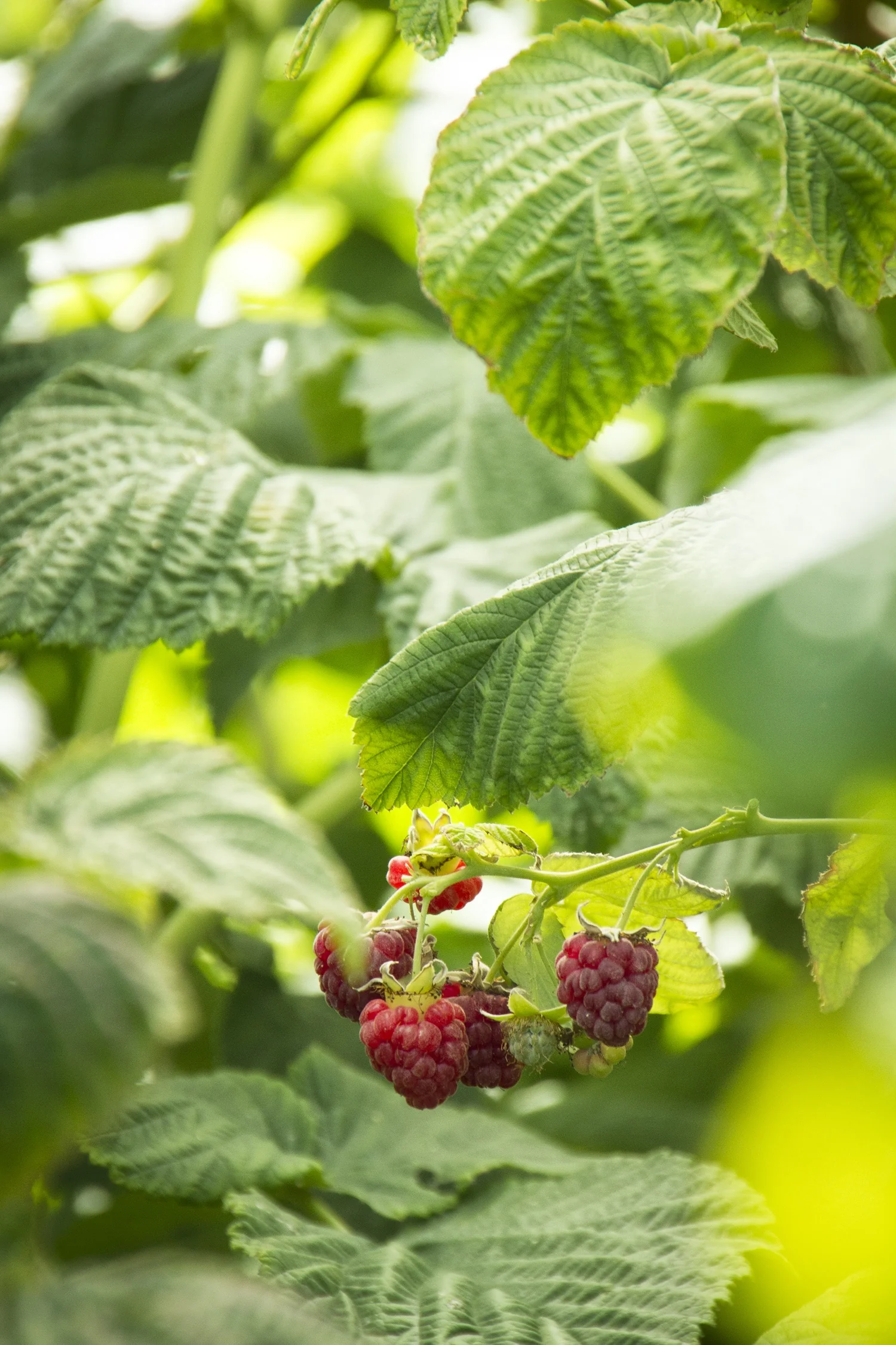 Canby Red Raspberry
