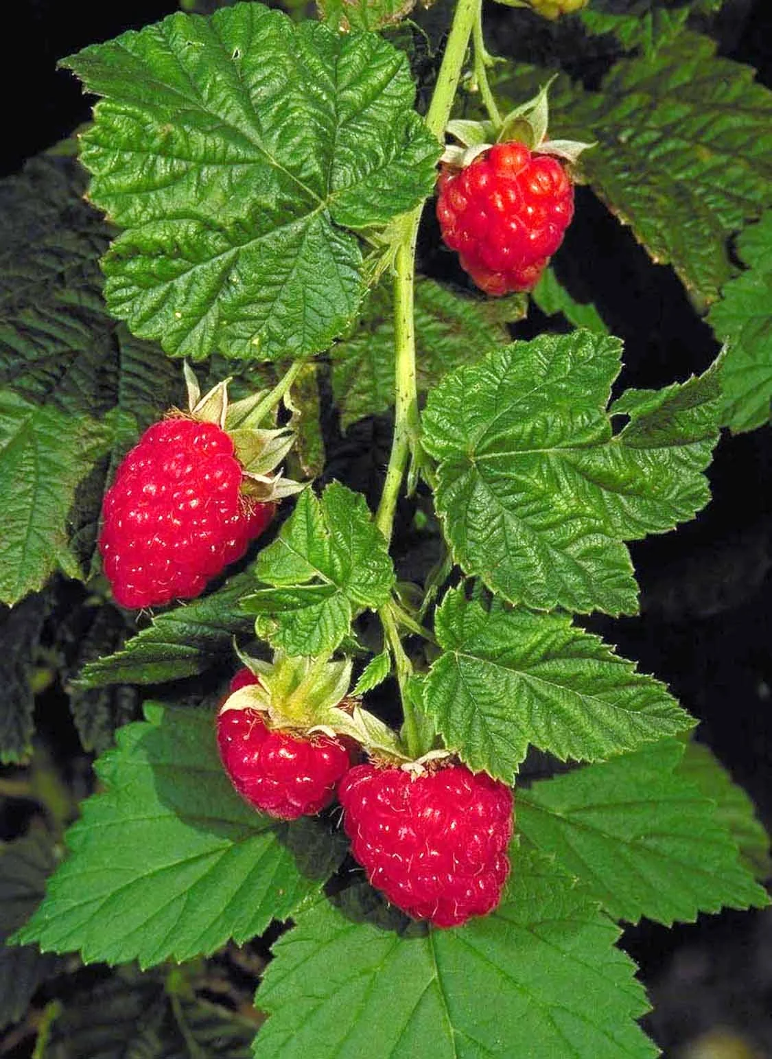 Canby Red Raspberry