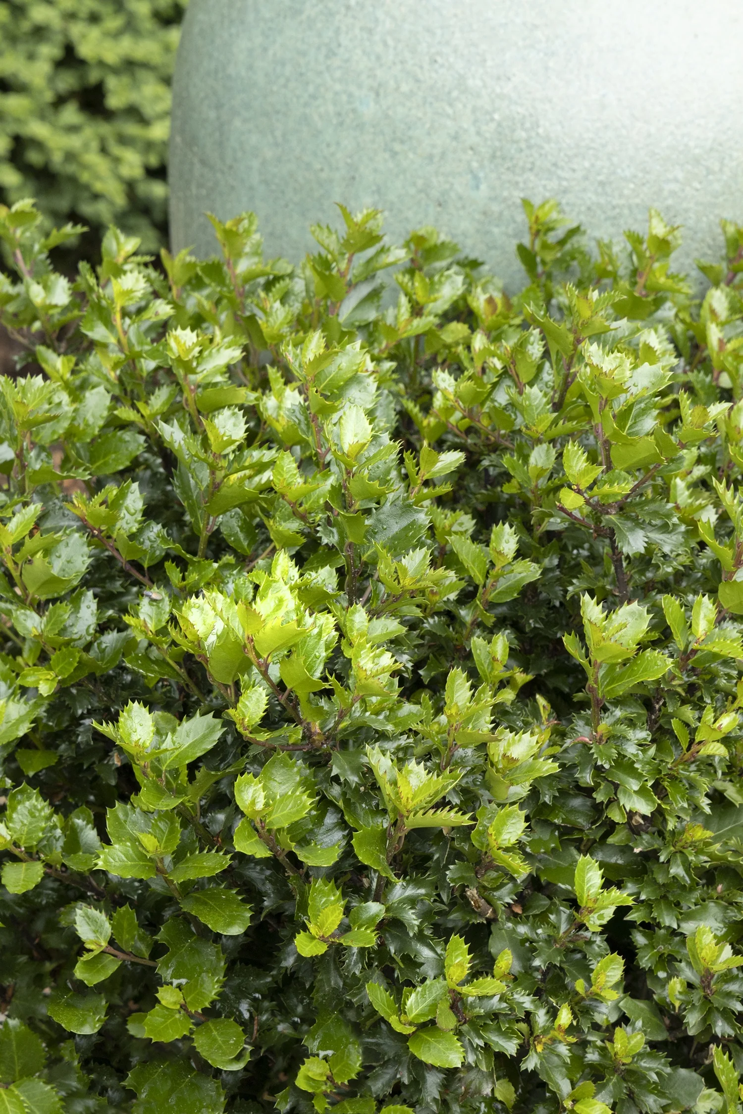 Emerald Magic® Meserve Holly