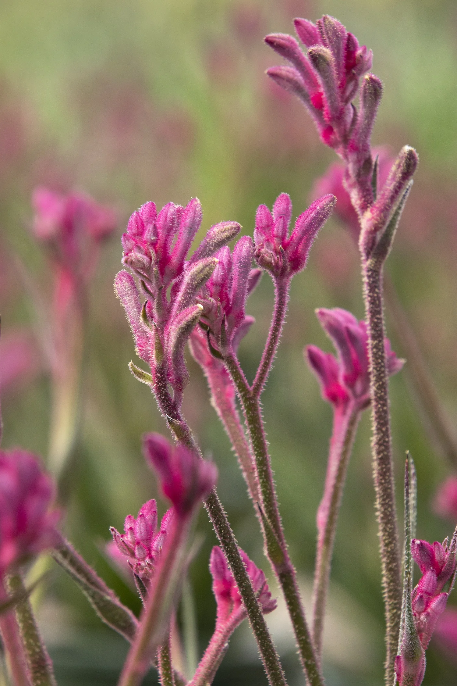 Kanga Pink Kangaroo Paw 6 Kanga Pink Kangaroo Paw