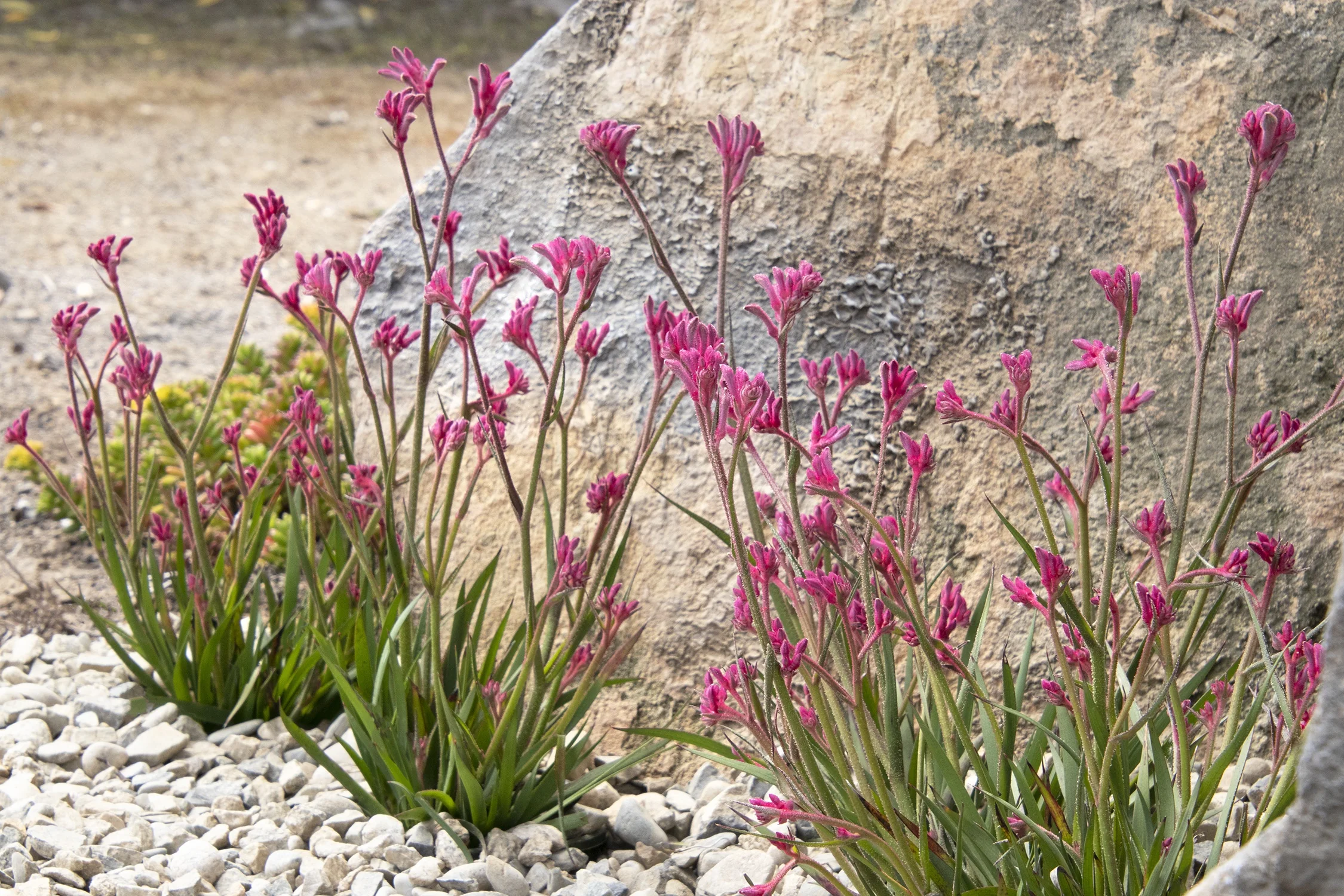 Kanga Pink Kangaroo Paw 2 Kanga Pink Kangaroo Paw