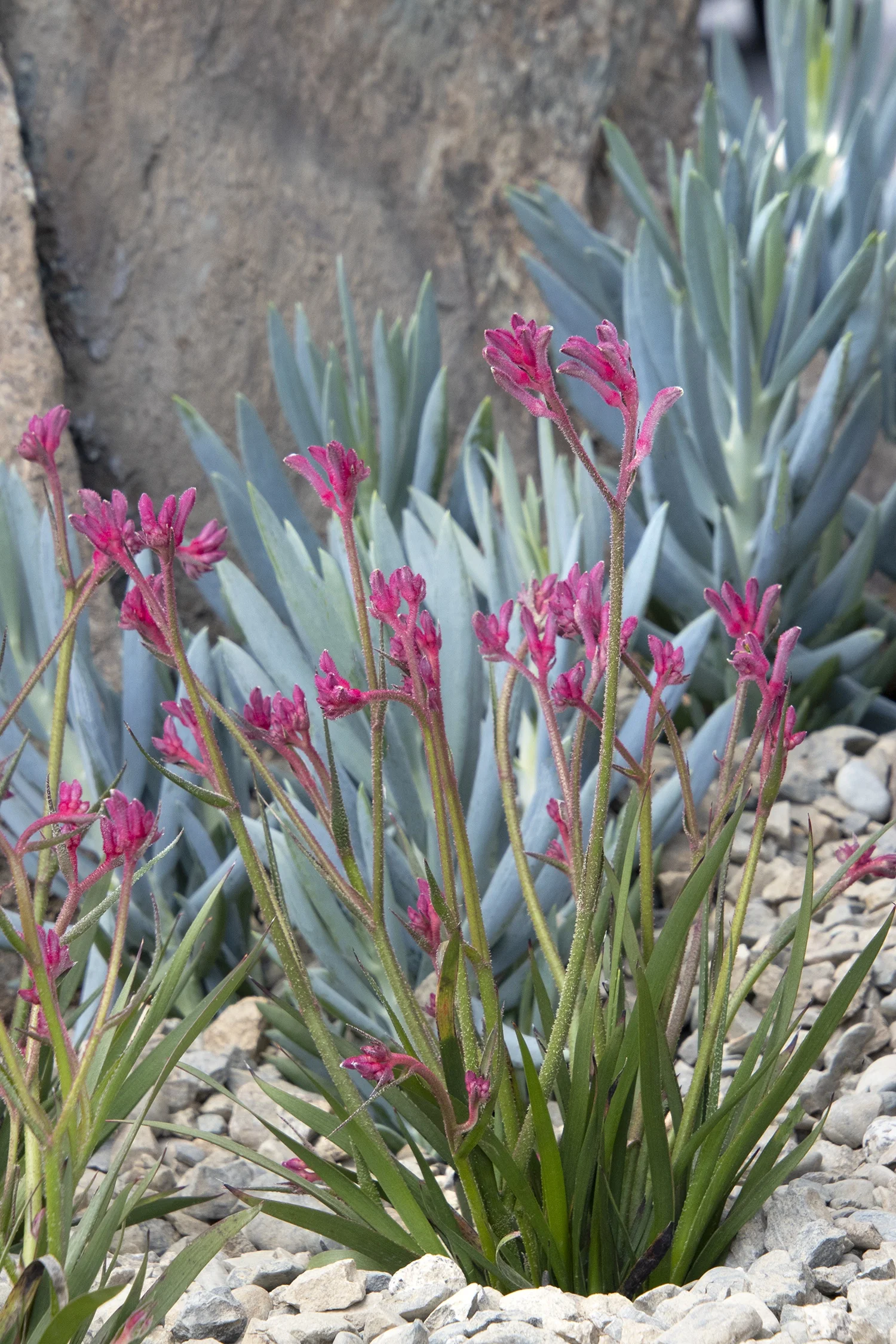 Kanga Pink Kangaroo Paw 3 Kanga Pink Kangaroo Paw