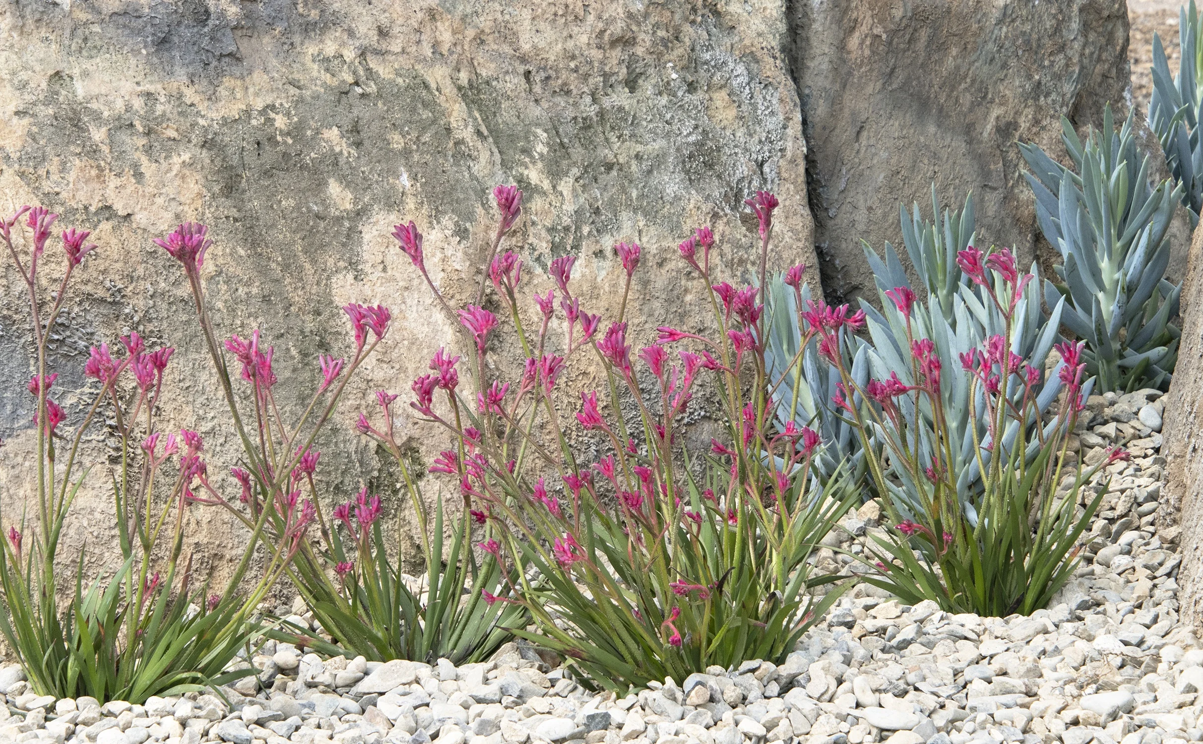 Kanga Pink Kangaroo Paw 4 Kanga Pink Kangaroo Paw