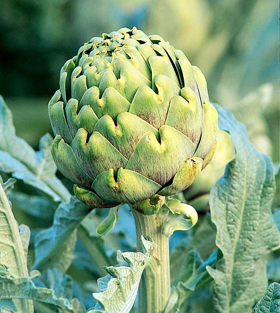 Improved Green Globe Artichoke