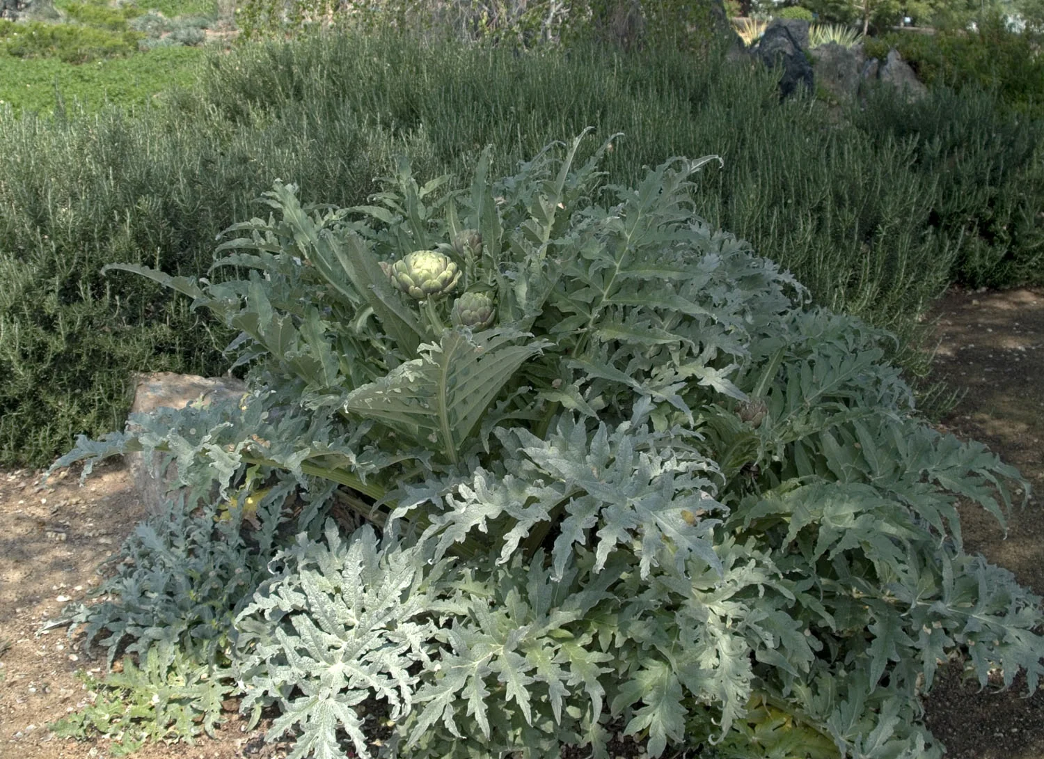 Improved Green Globe Artichoke