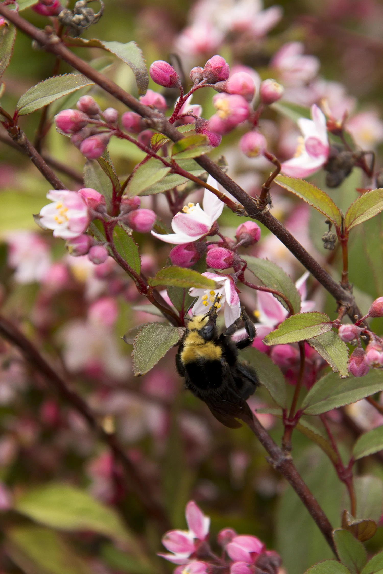 Nikko Blush Deutzia