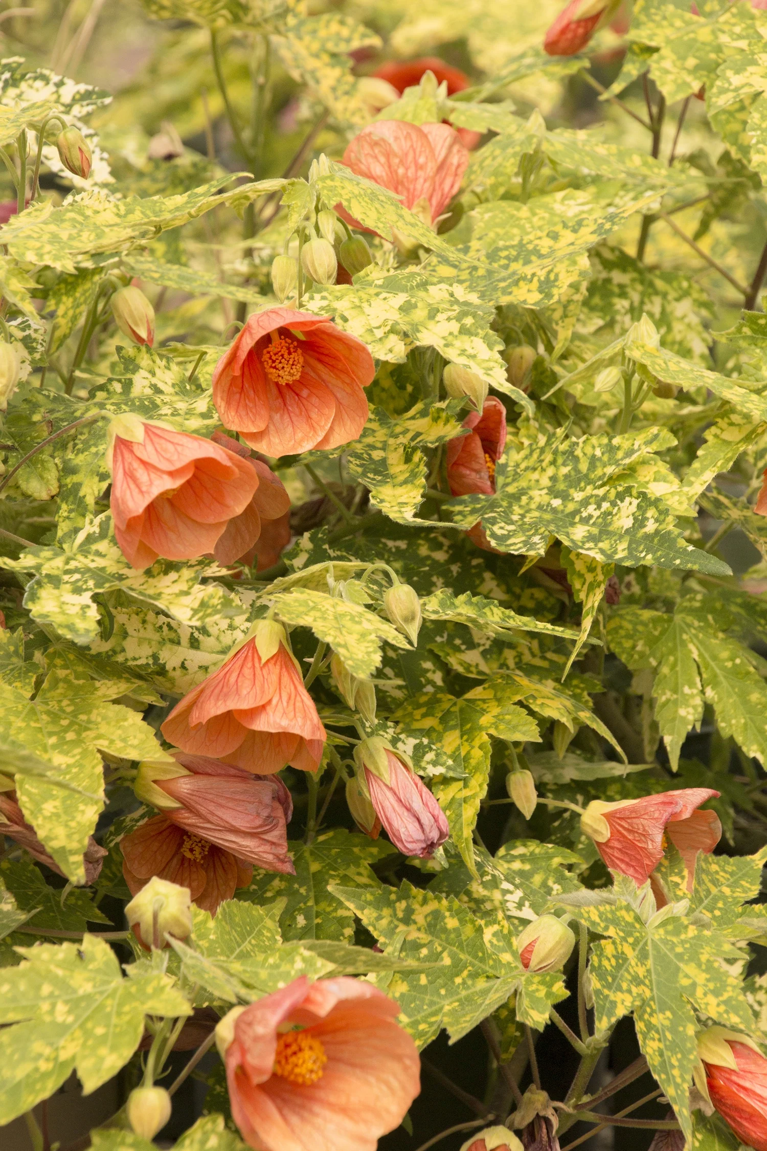 Thompson's Flowering Maple 1 Thompson's Flowering Maple