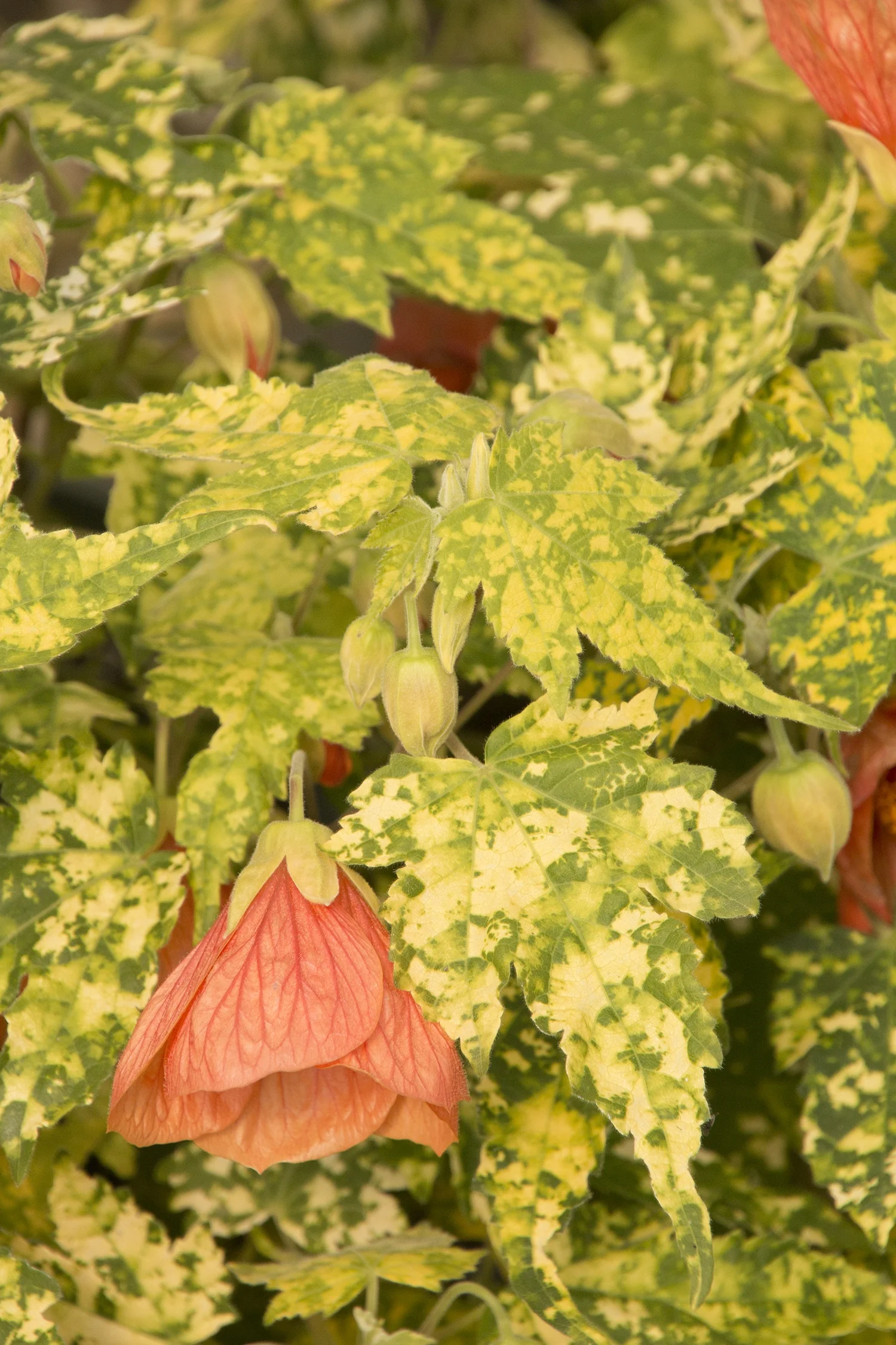 Thompson's Flowering Maple 2 Thompson's Flowering Maple