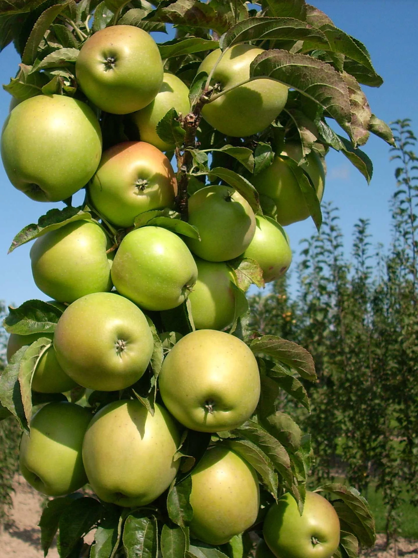 Fruit Snacks® Blushing Delight™ Columnar Apple 4 Fruit Snacks® Blushing Delight™ Columnar Apple