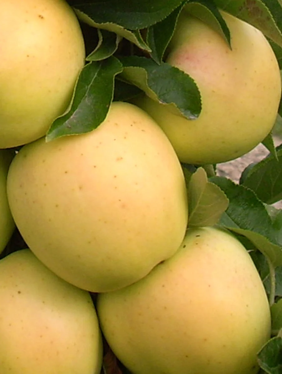 Fruit Snacks® Golden Treat™ Columnar Apple 3 Fruit Snacks® Golden Treat™ Columnar Apple