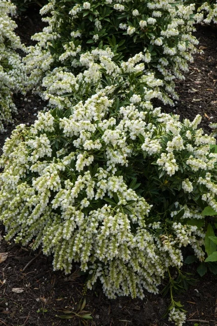 Cavatine Pieris 5 Cavatine Pieris