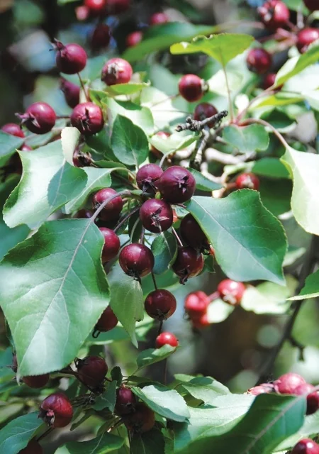 Romeo™ Sour Cherry 1 Romeo™ Sour Cherry