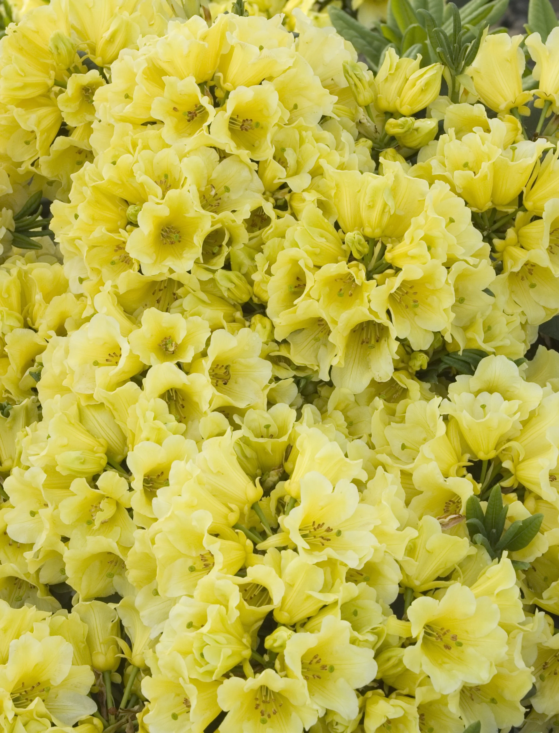 Yellow Petticoats Rhododendron 1 Yellow Petticoats Rhododendron