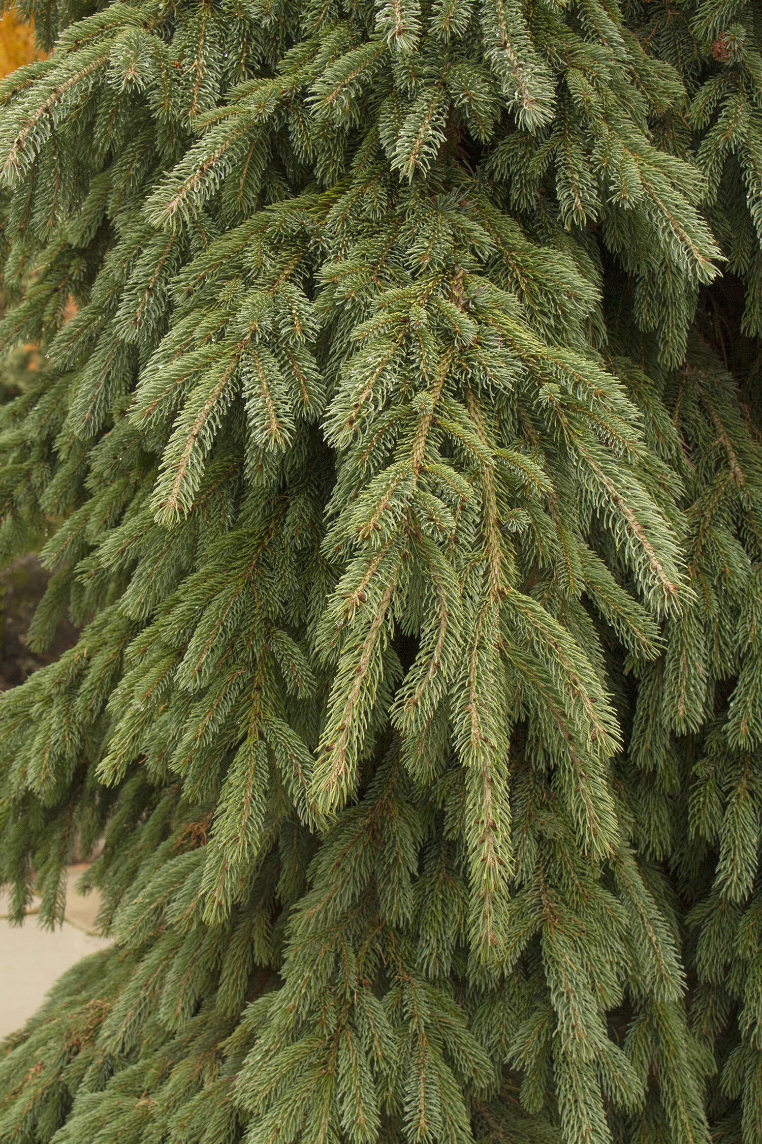 Weeping White Spruce 1 Weeping White Spruce