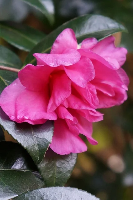 William Lanier Hunt Camellia 4 William Lanier Hunt Camellia
