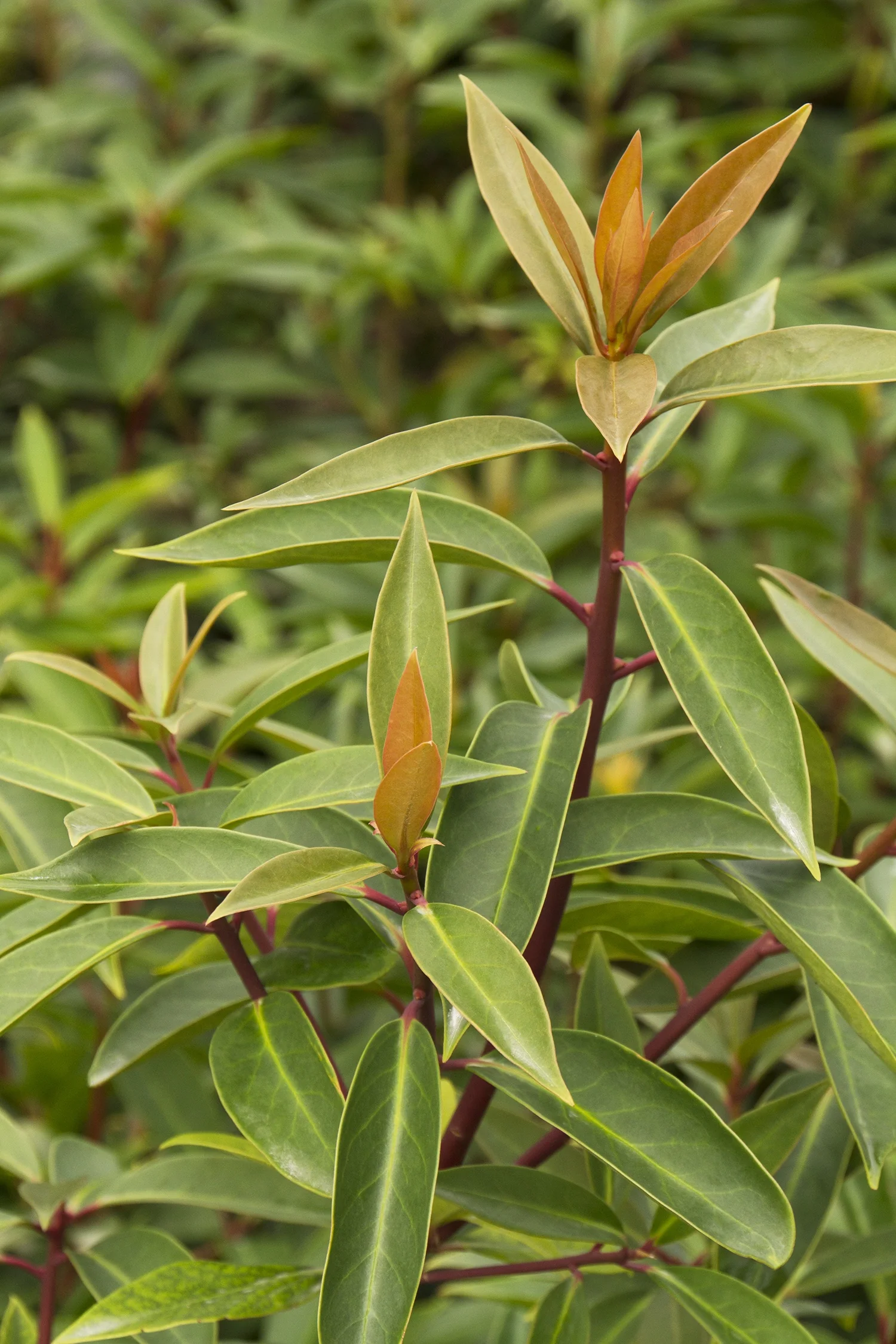 Anise Tree