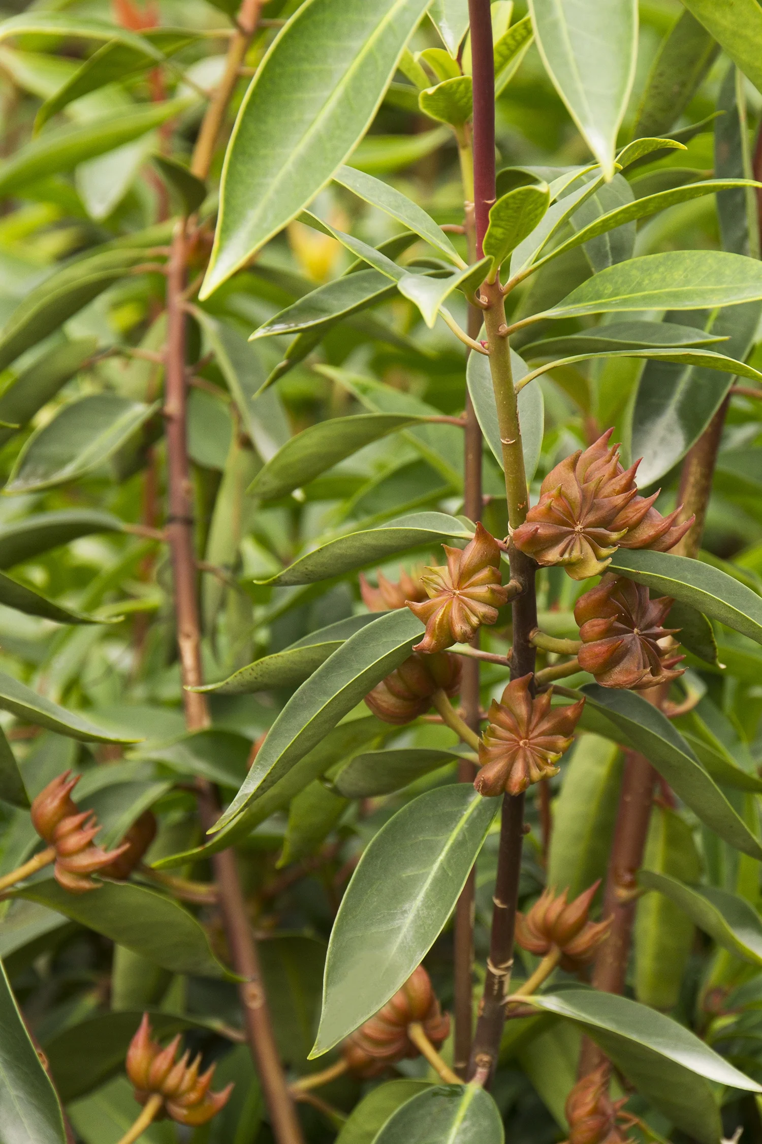 Anise Tree