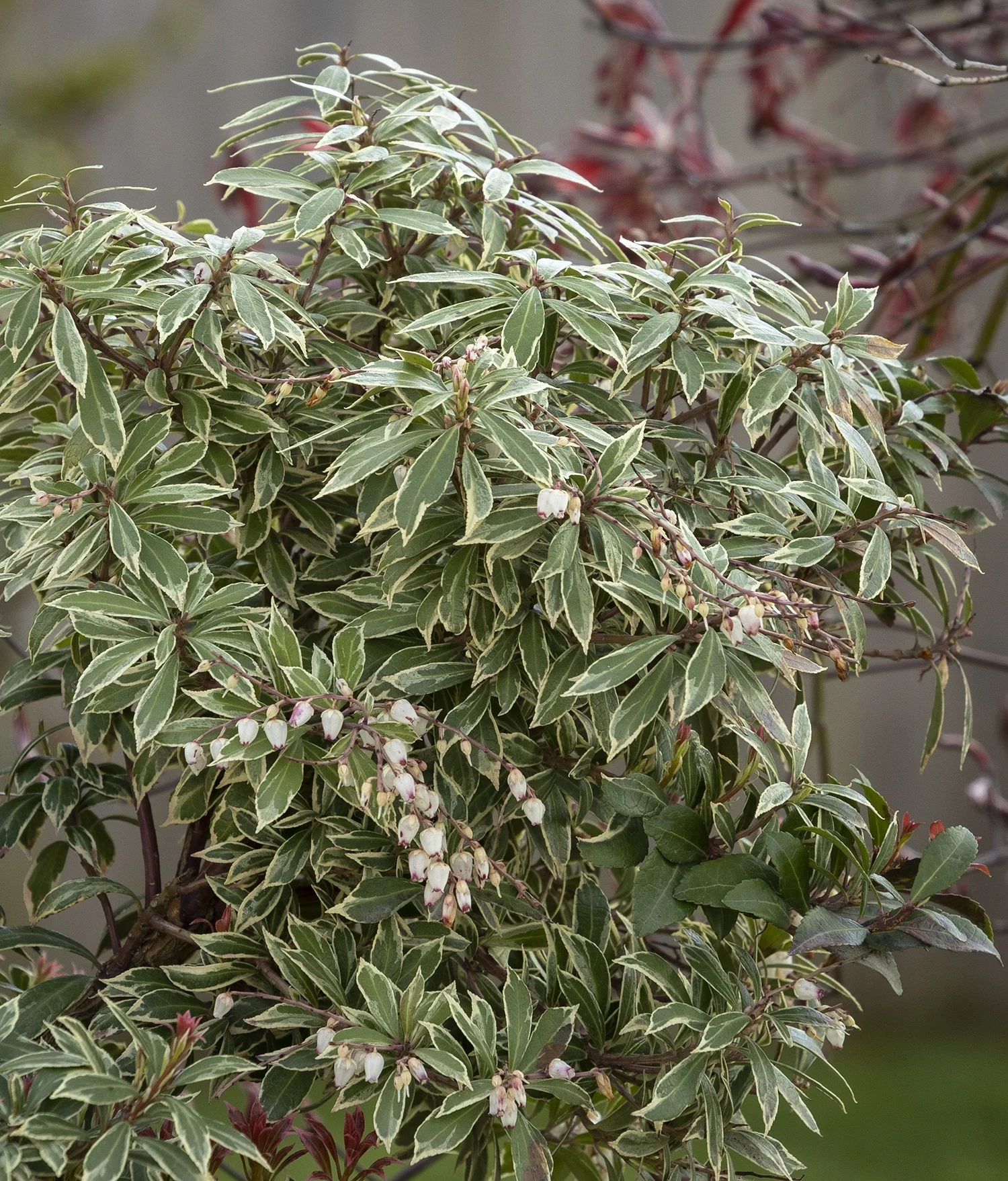 Little Heath Pieris 1 Little Heath Pieris