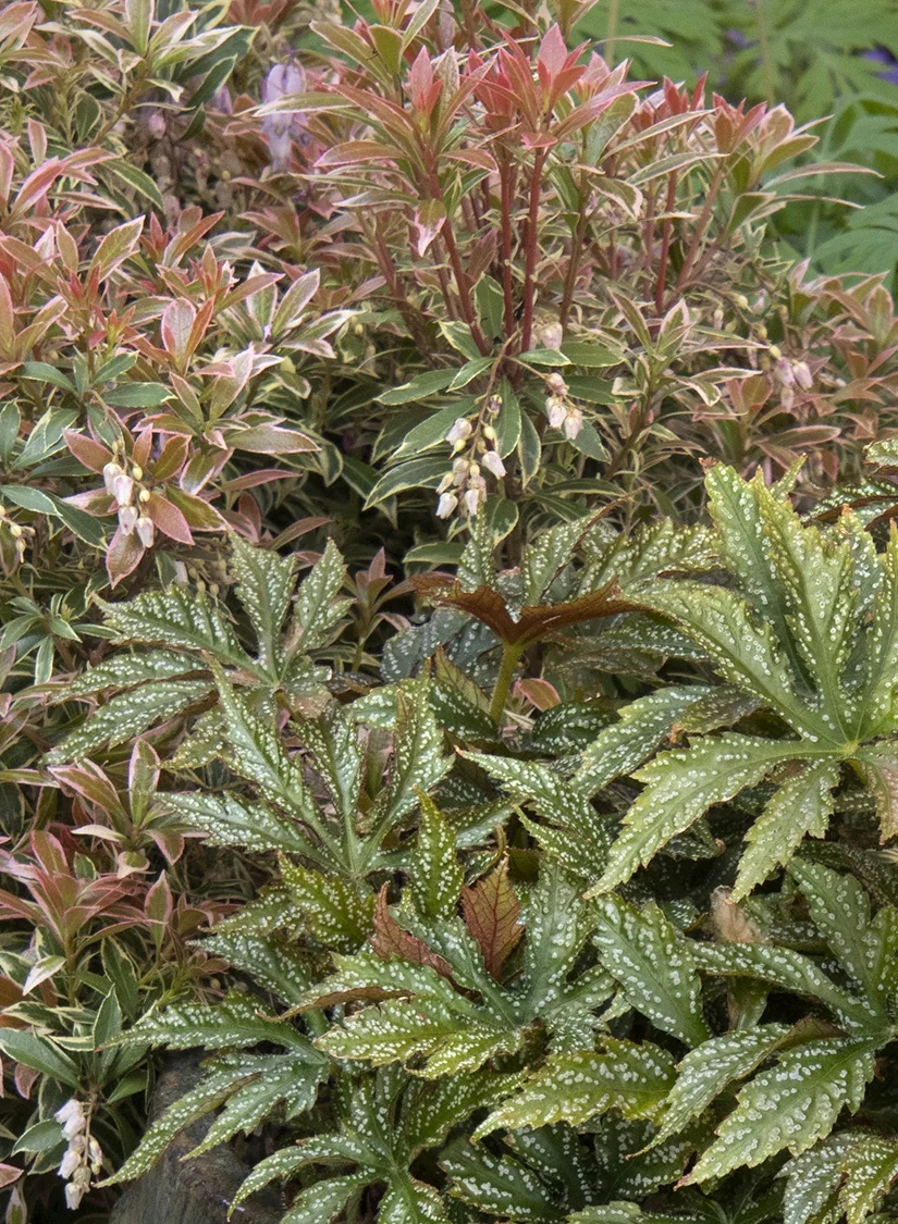 Little Heath Pieris 2 Little Heath Pieris