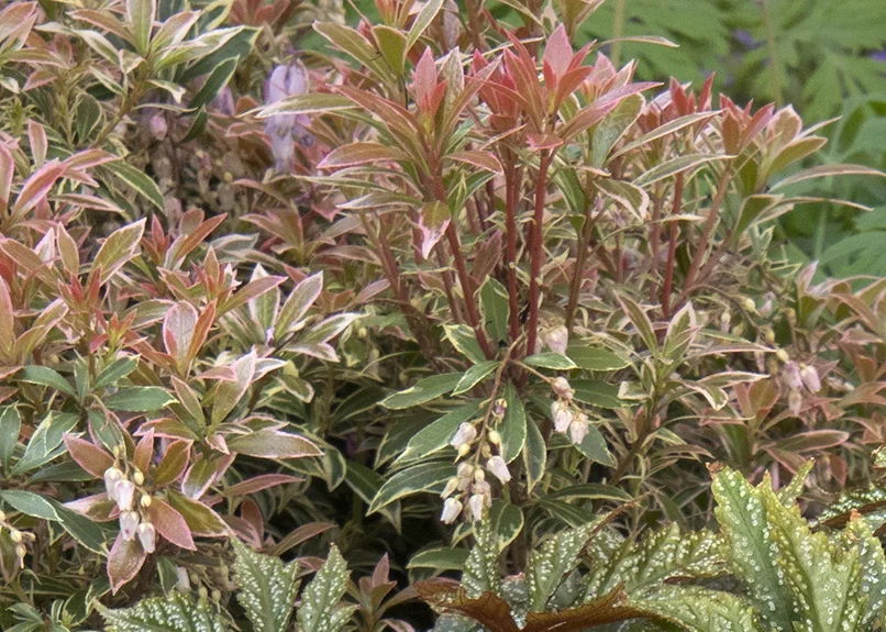 Little Heath Pieris 3 Little Heath Pieris